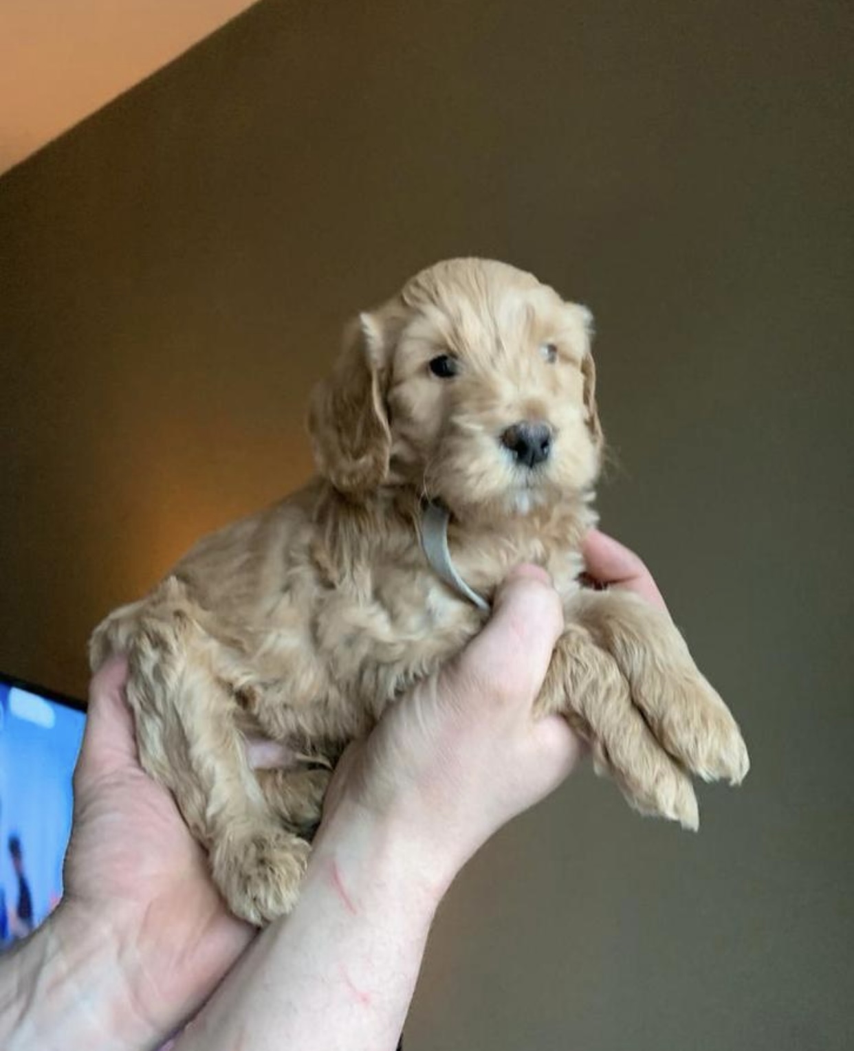 Australian labradoodle pups