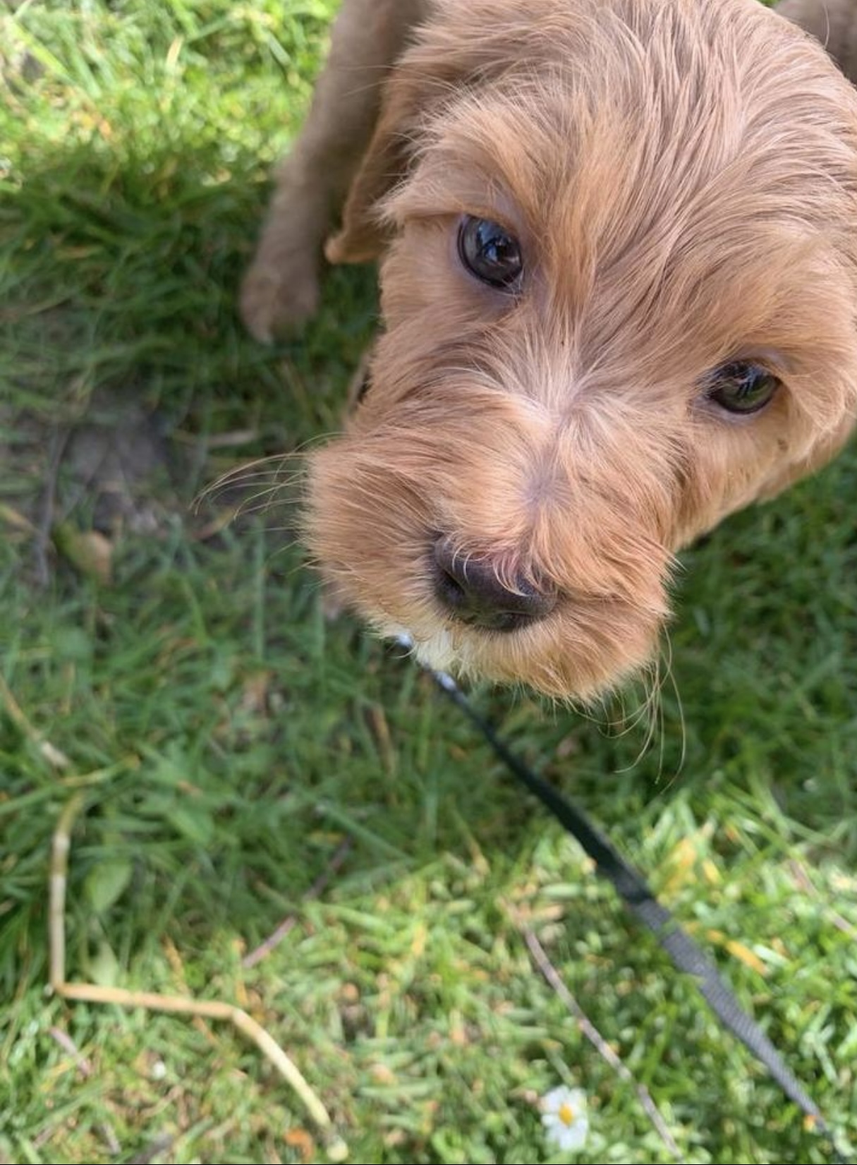 Australian labradoodle pups