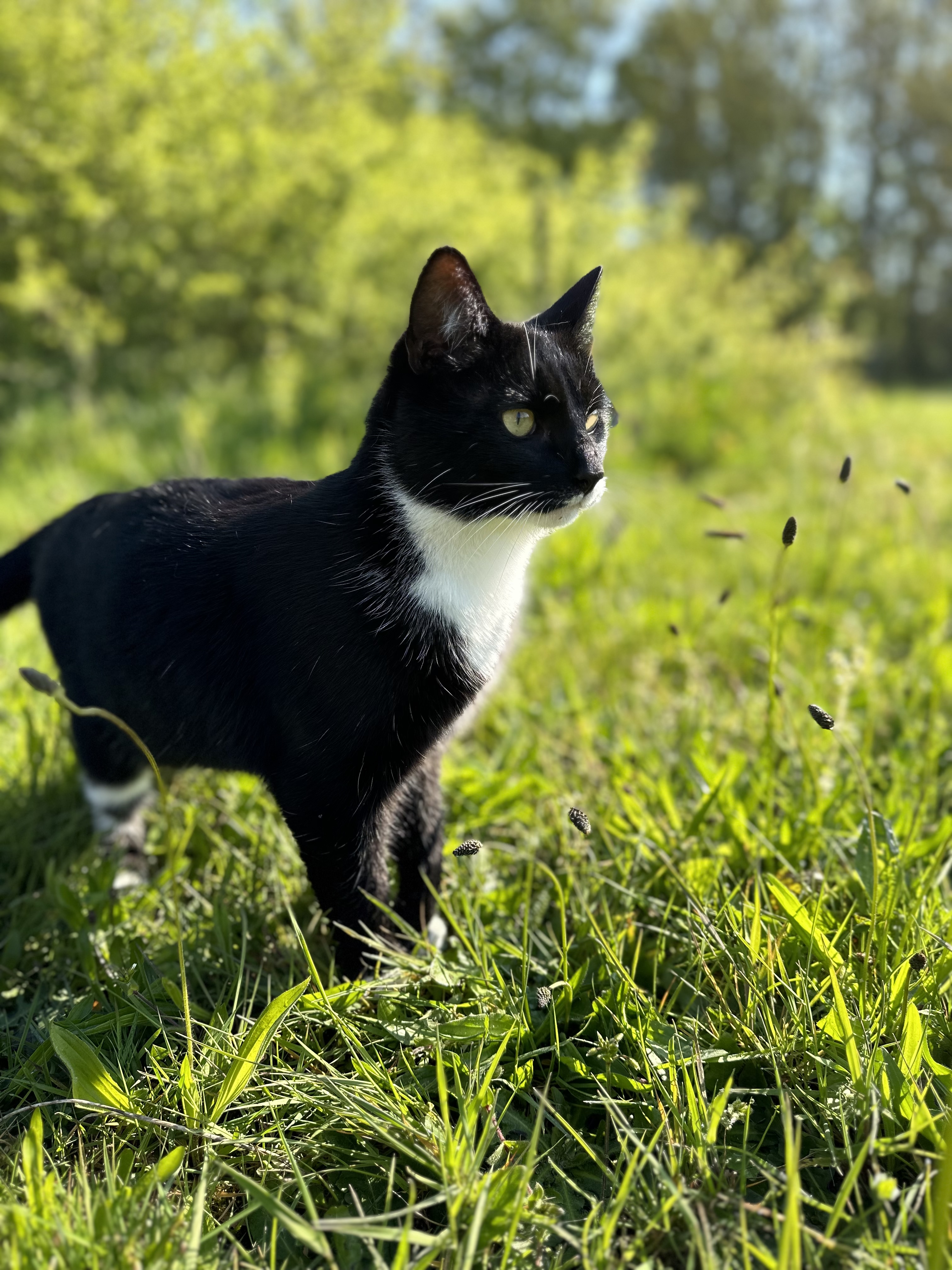 Hele lieve boerderij katjes  te koop❤️