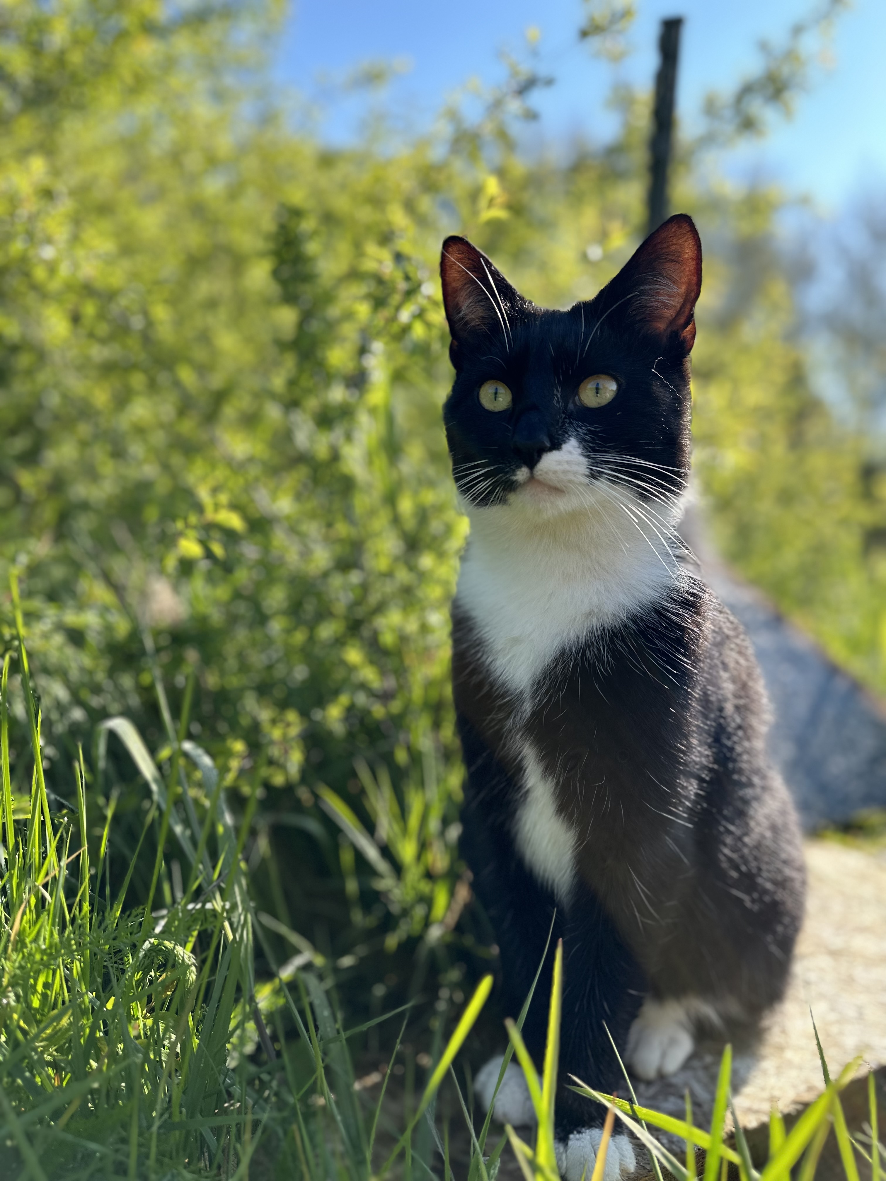 Hele lieve boerderij katjes  te koop❤️