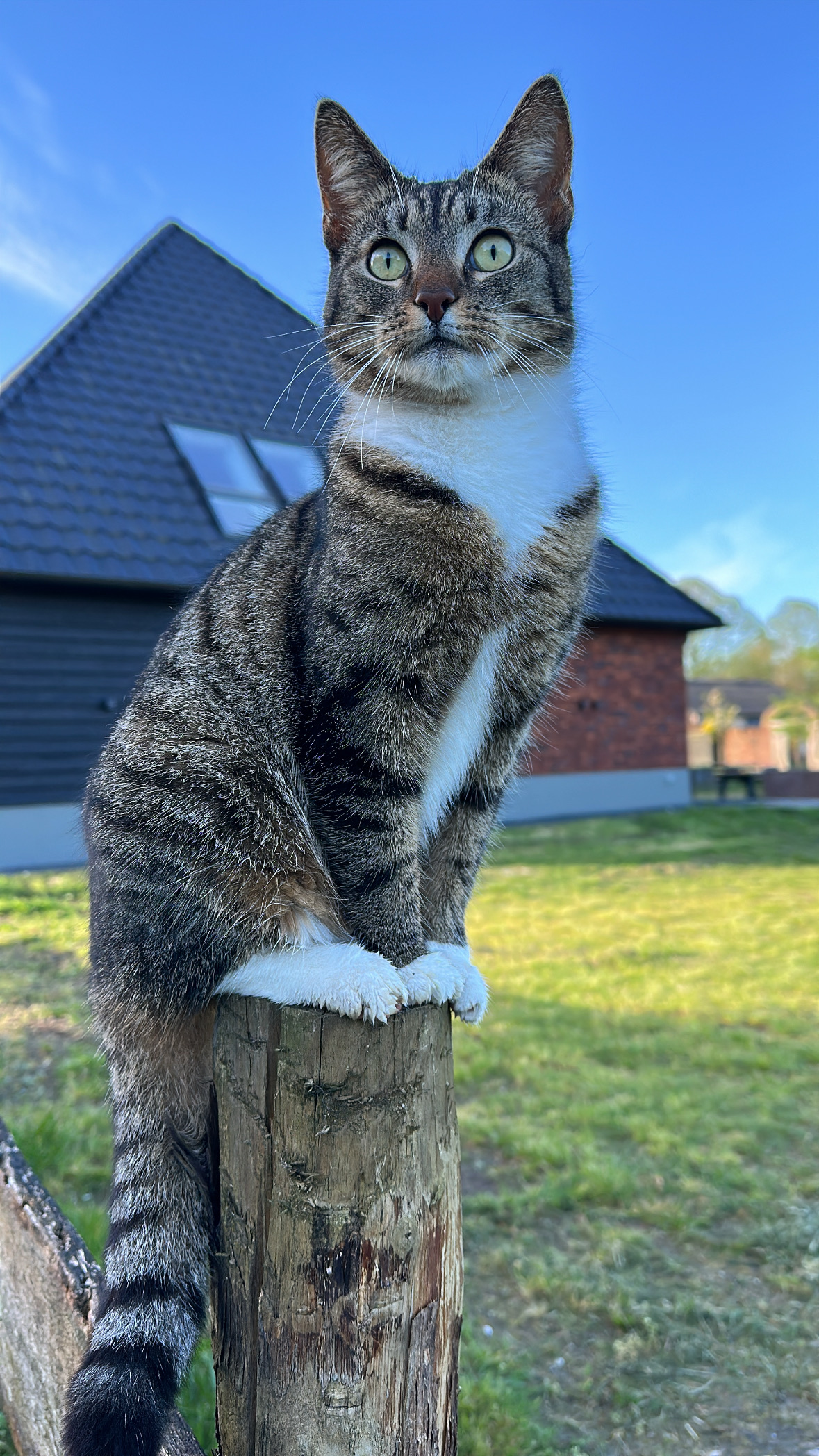 Hele lieve boerderij katjes  te koop❤️