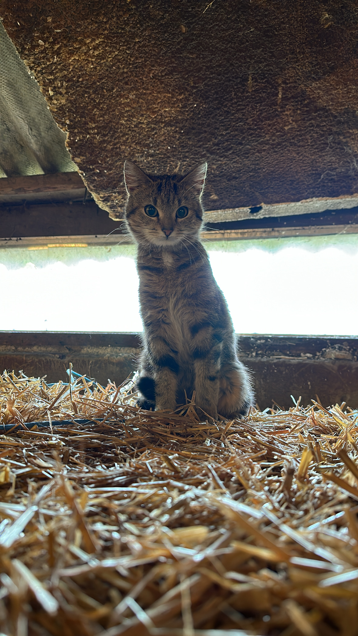 Hele lieve boerderij katjes  te koop❤️