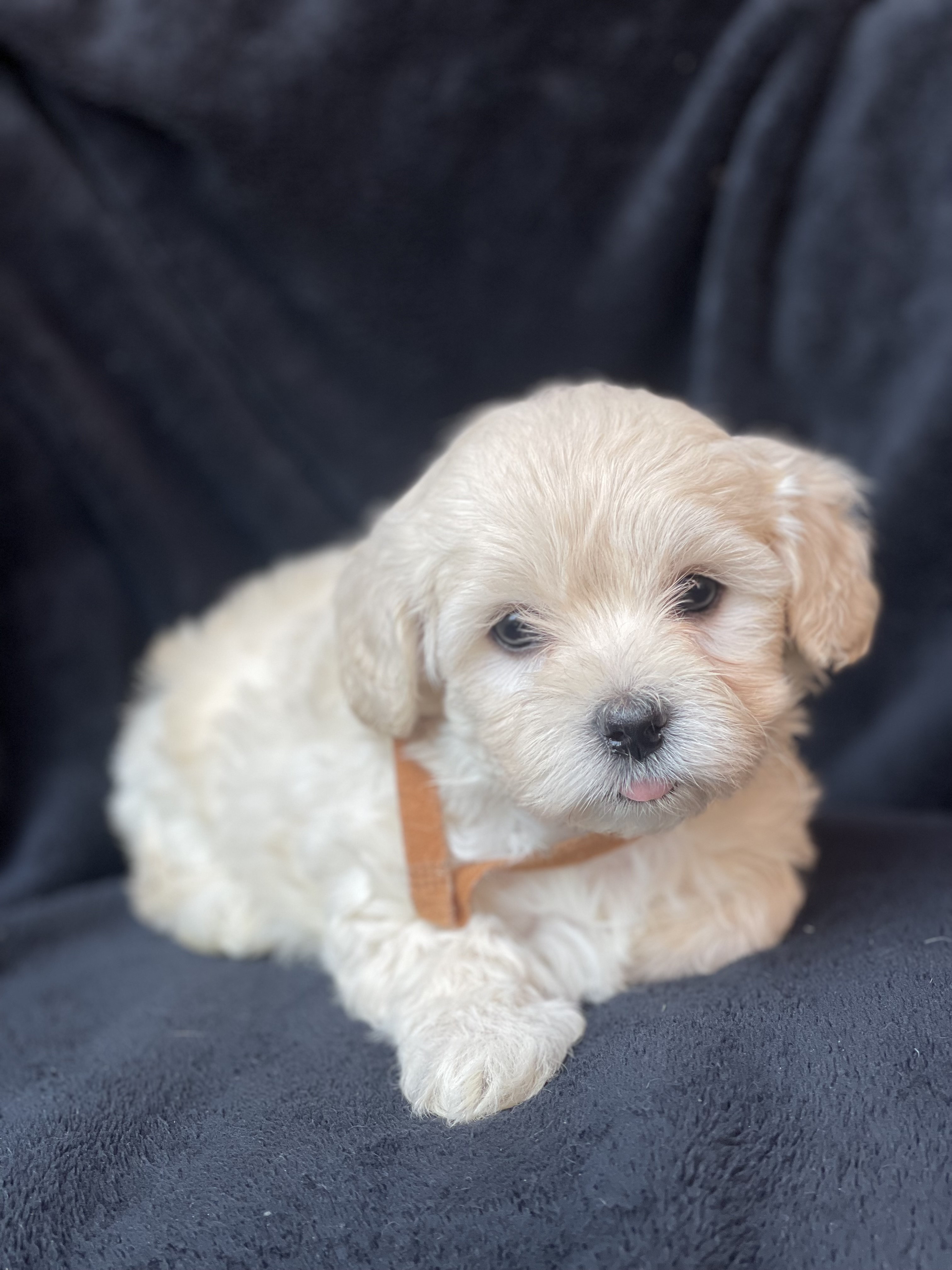 Maltipoo