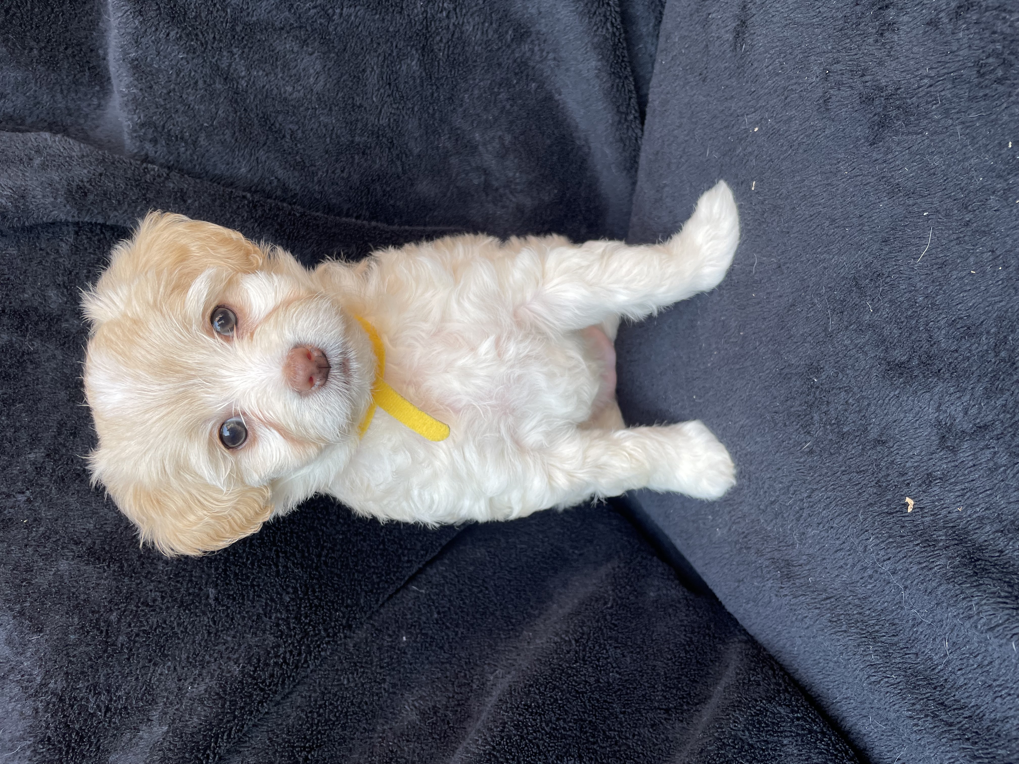 Maltipoo