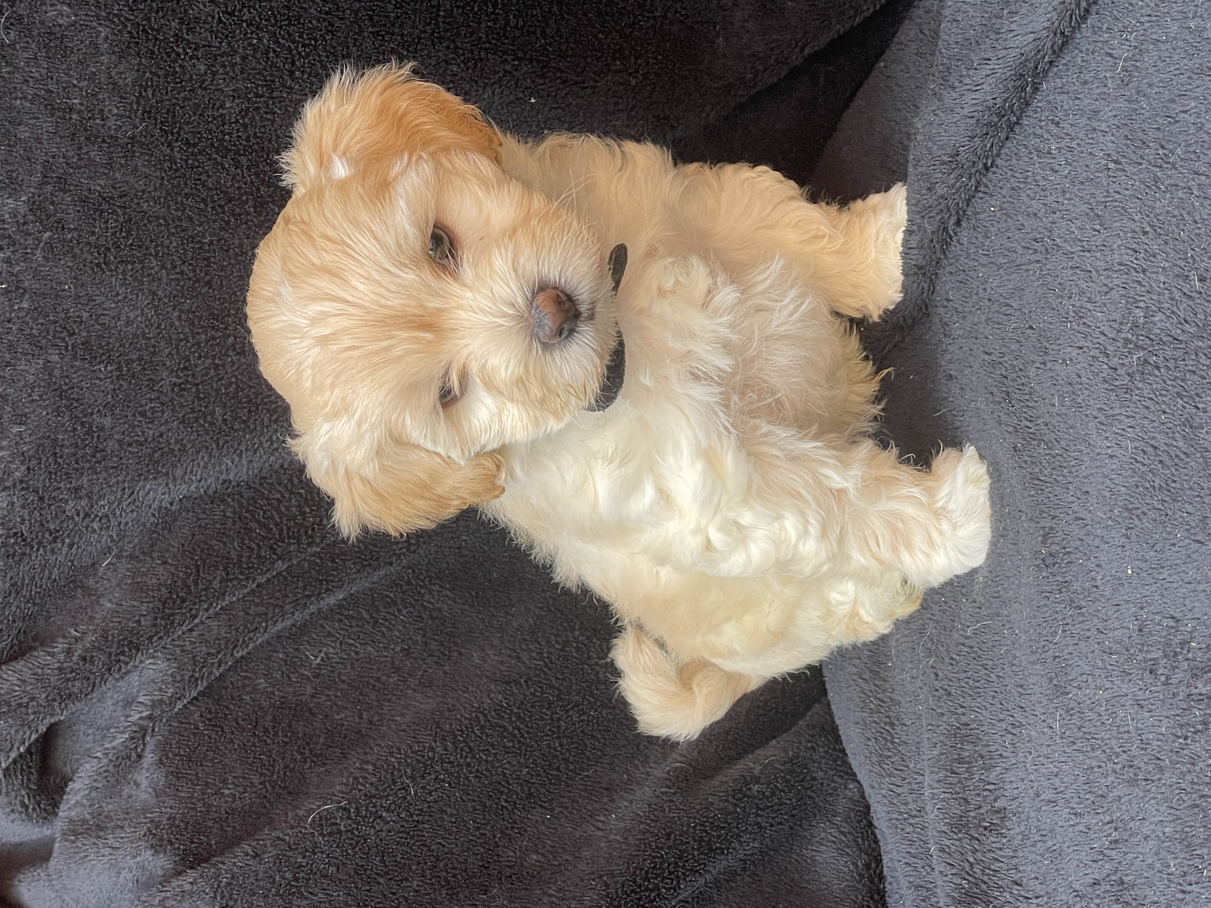 Maltipoo