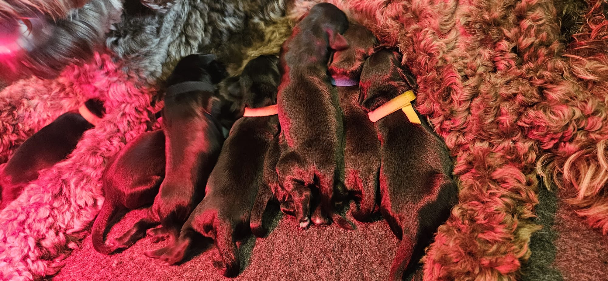 Australian Labradoodle pups