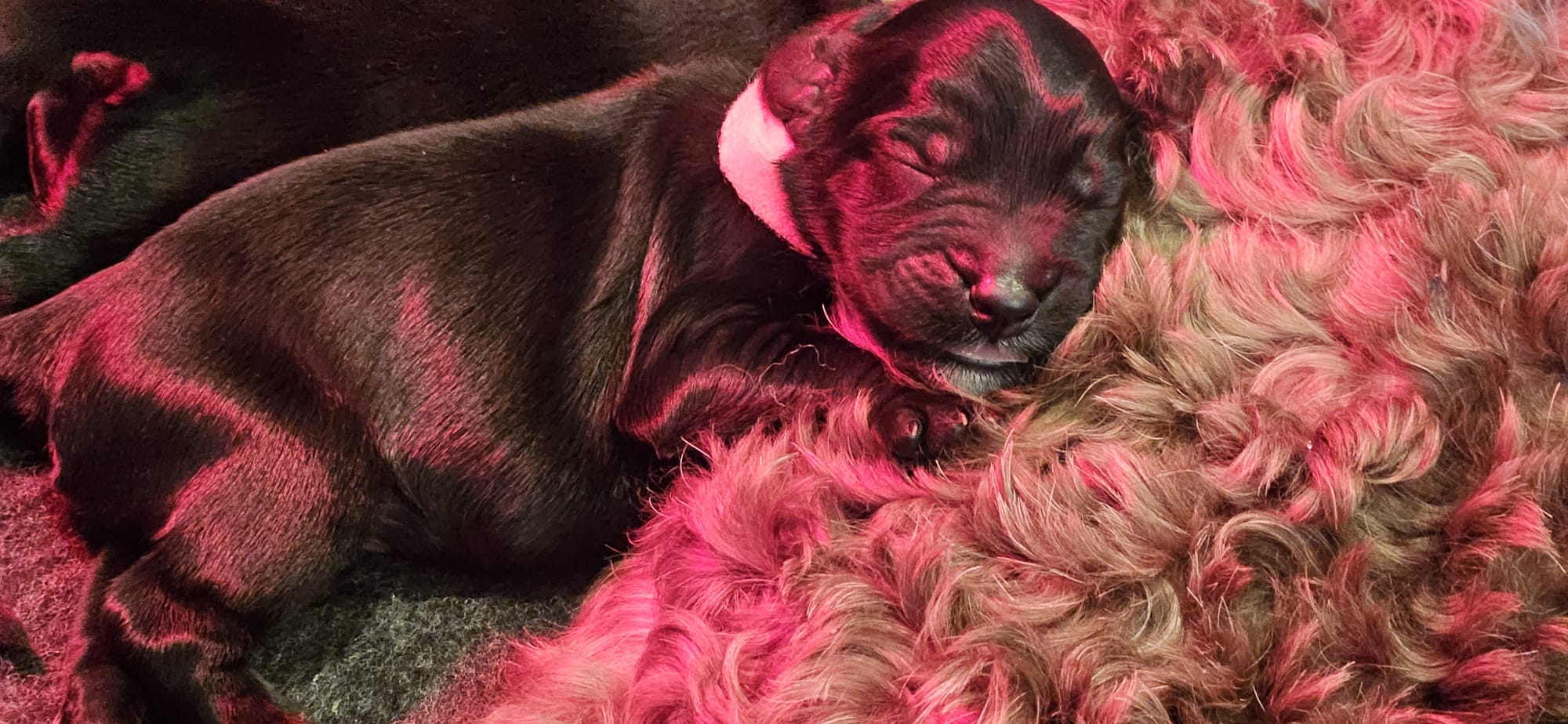 Australian Labradoodle pups