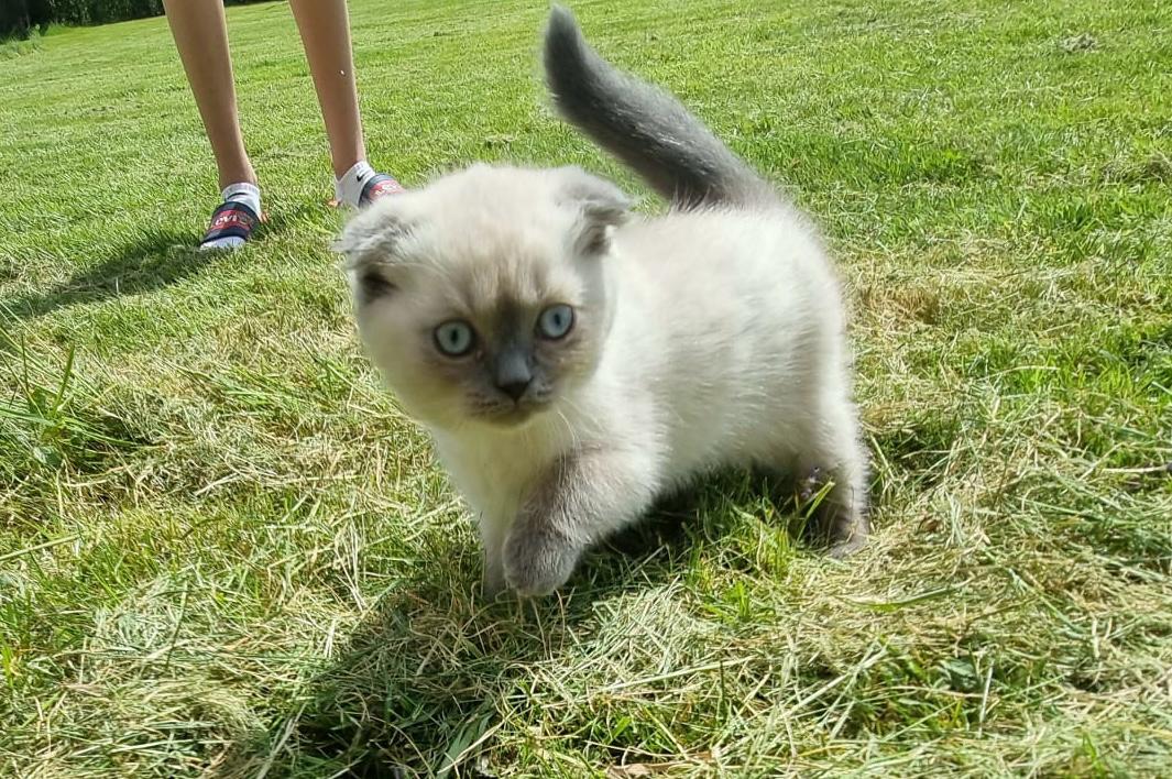 Britse korthaar x scottish fold