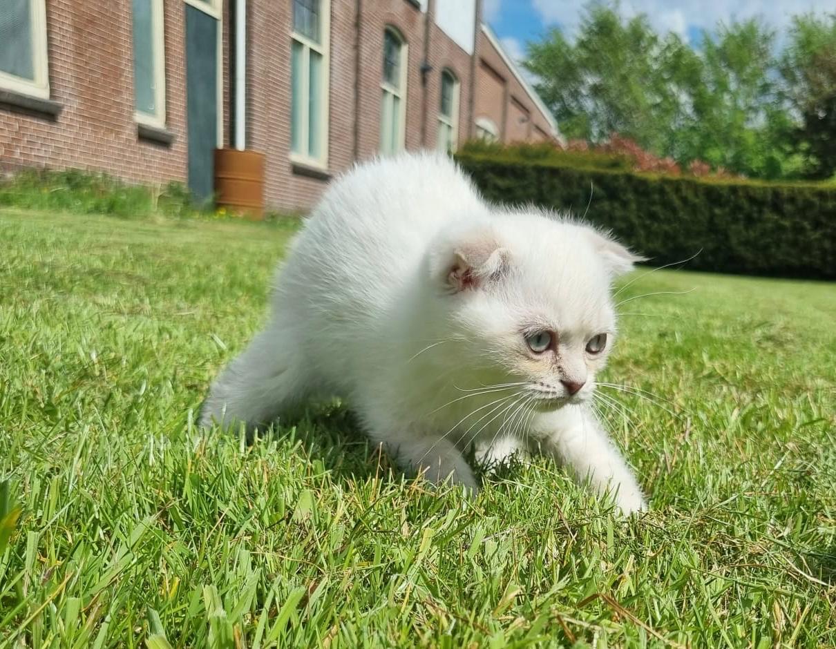 Britse korthaar x scottish fold