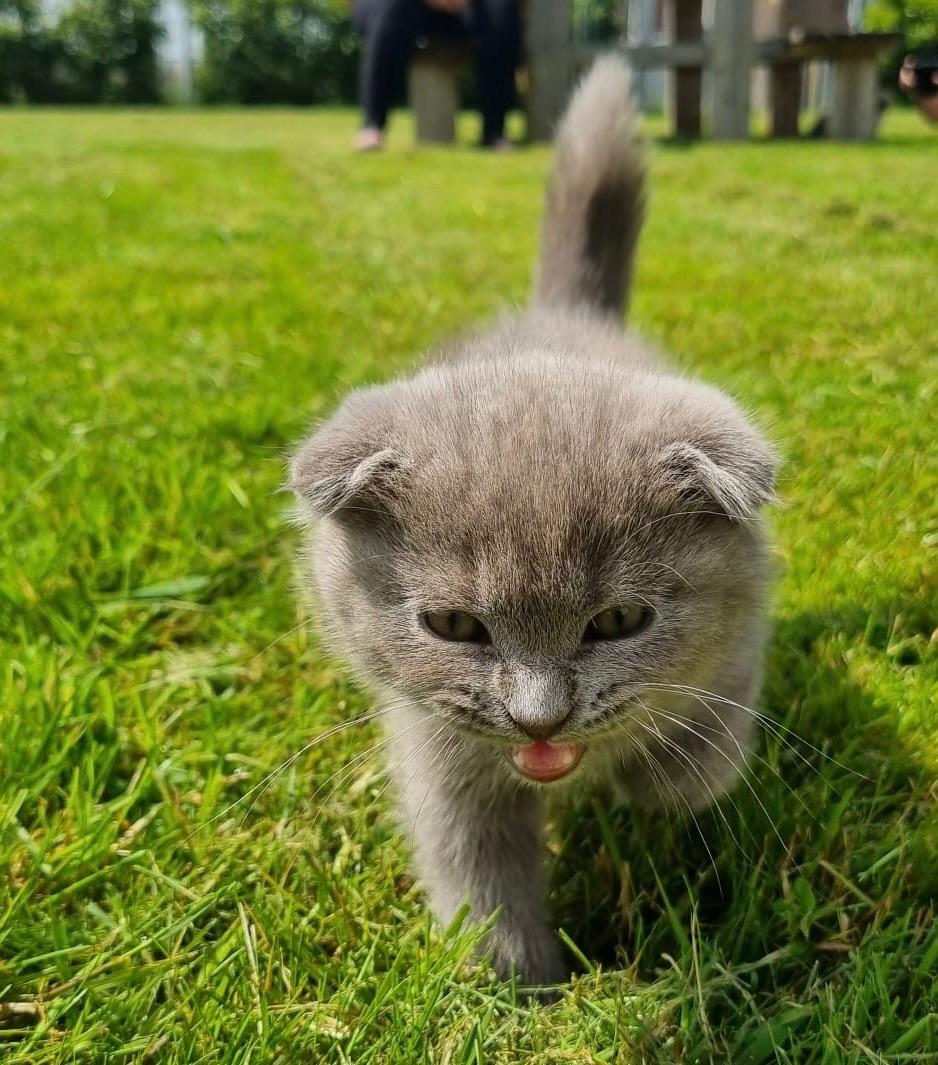 Britse korthaar x scottish fold