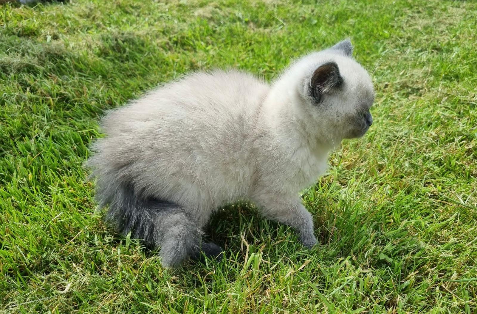 Britse korthaar x scottish fold