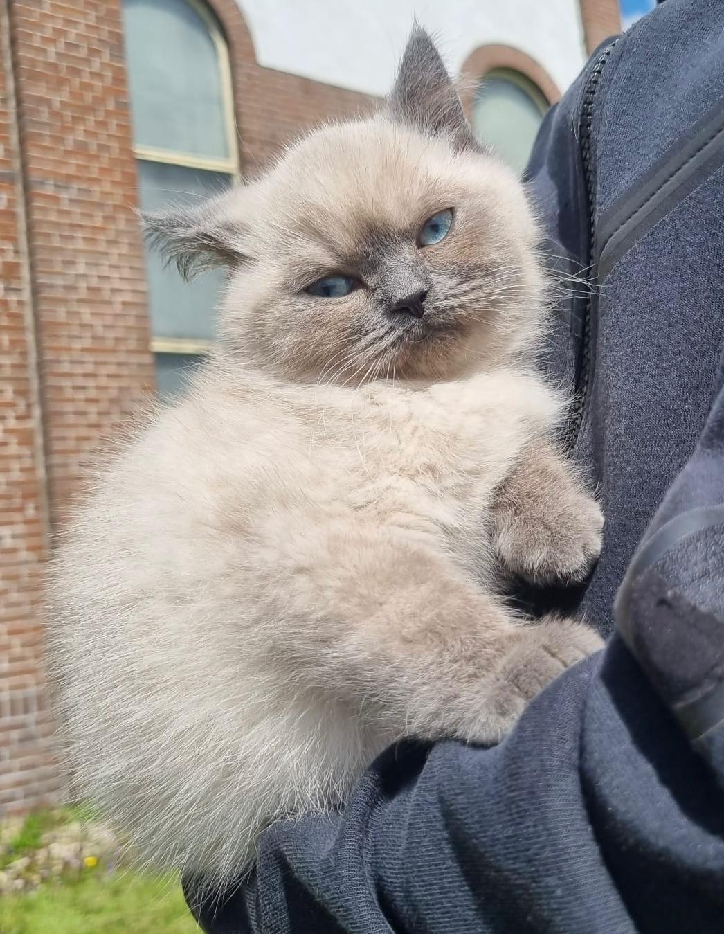 Britse korthaar x scottish fold