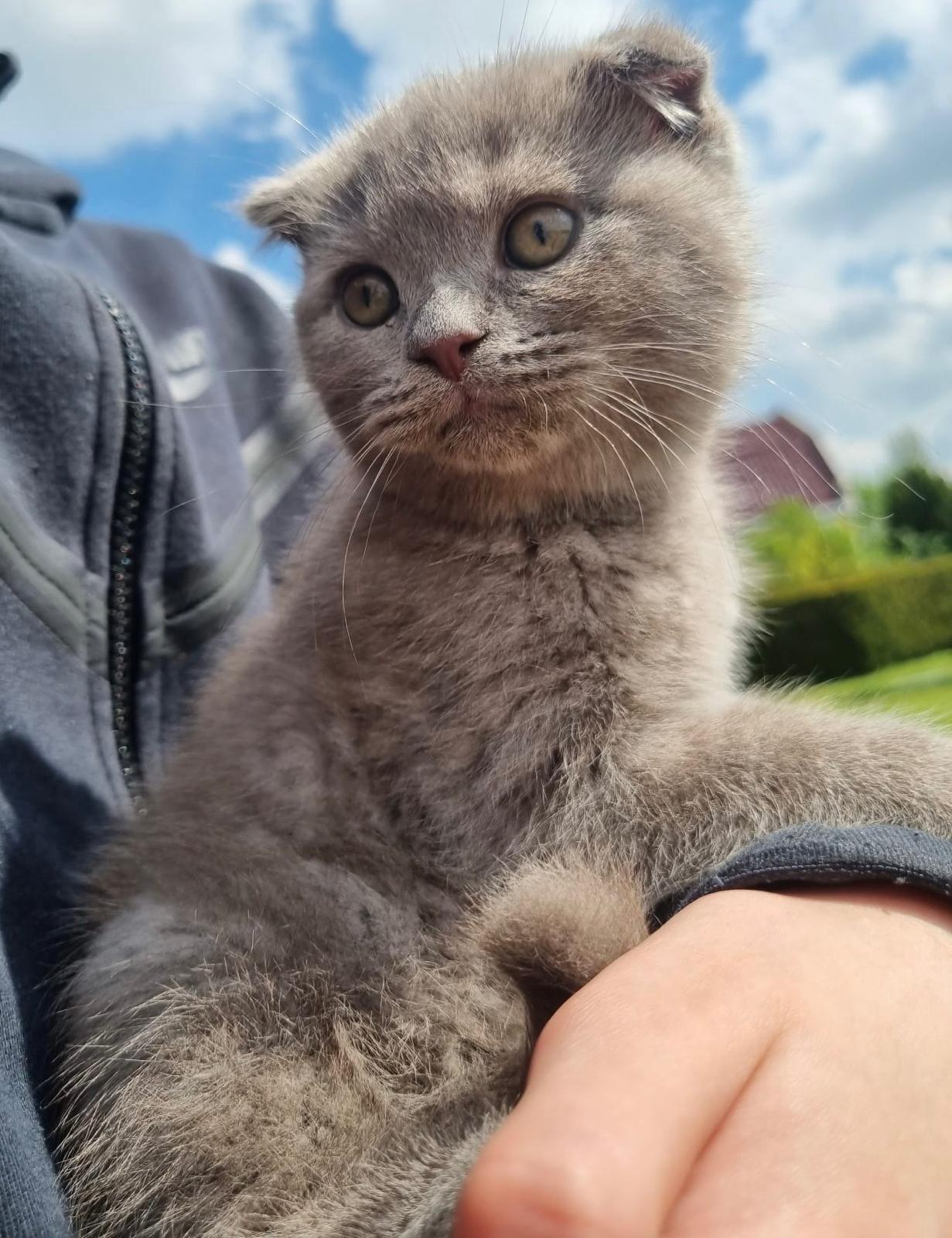 Britse korthaar x scottish fold