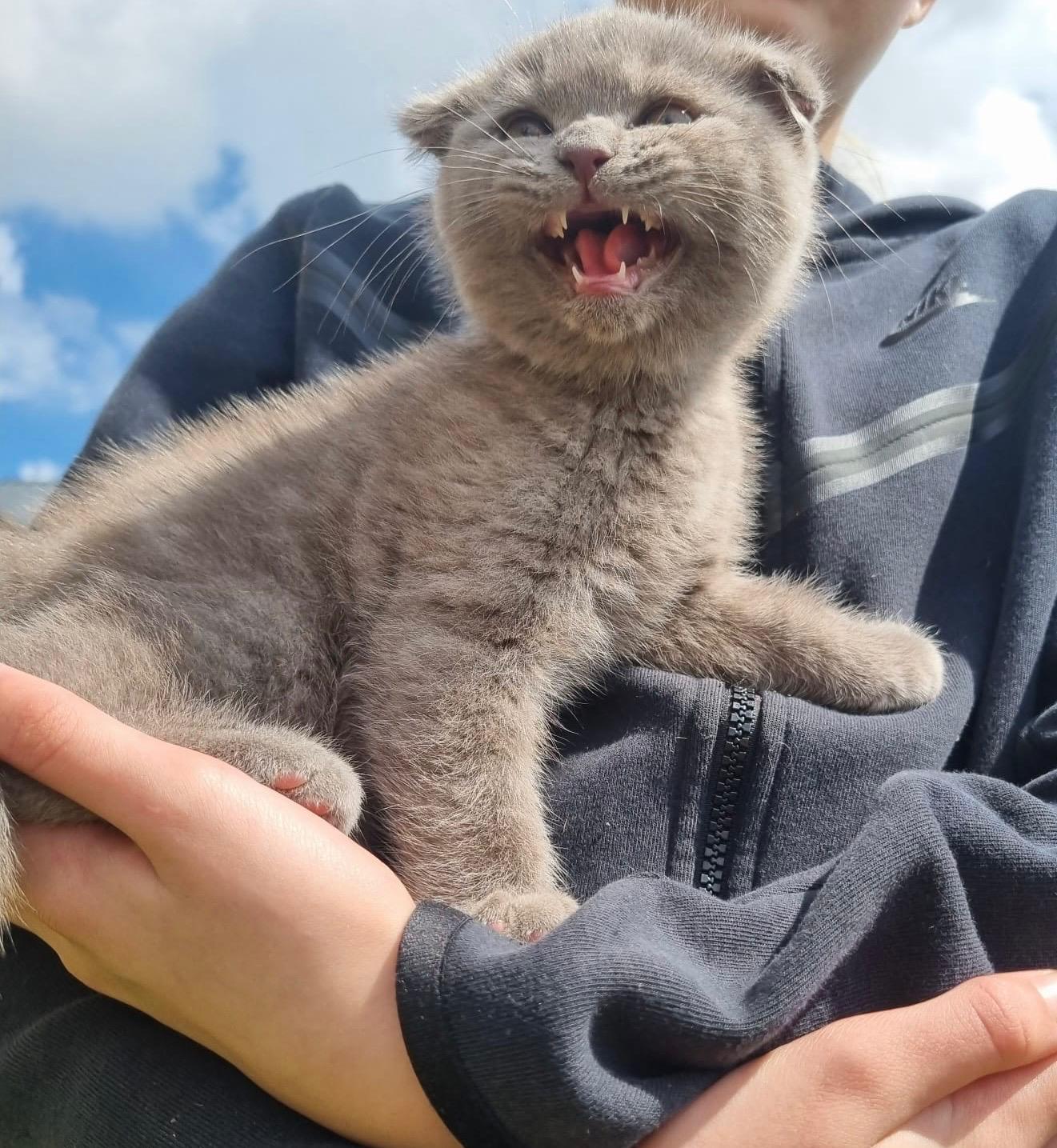 Britse korthaar x scottish fold