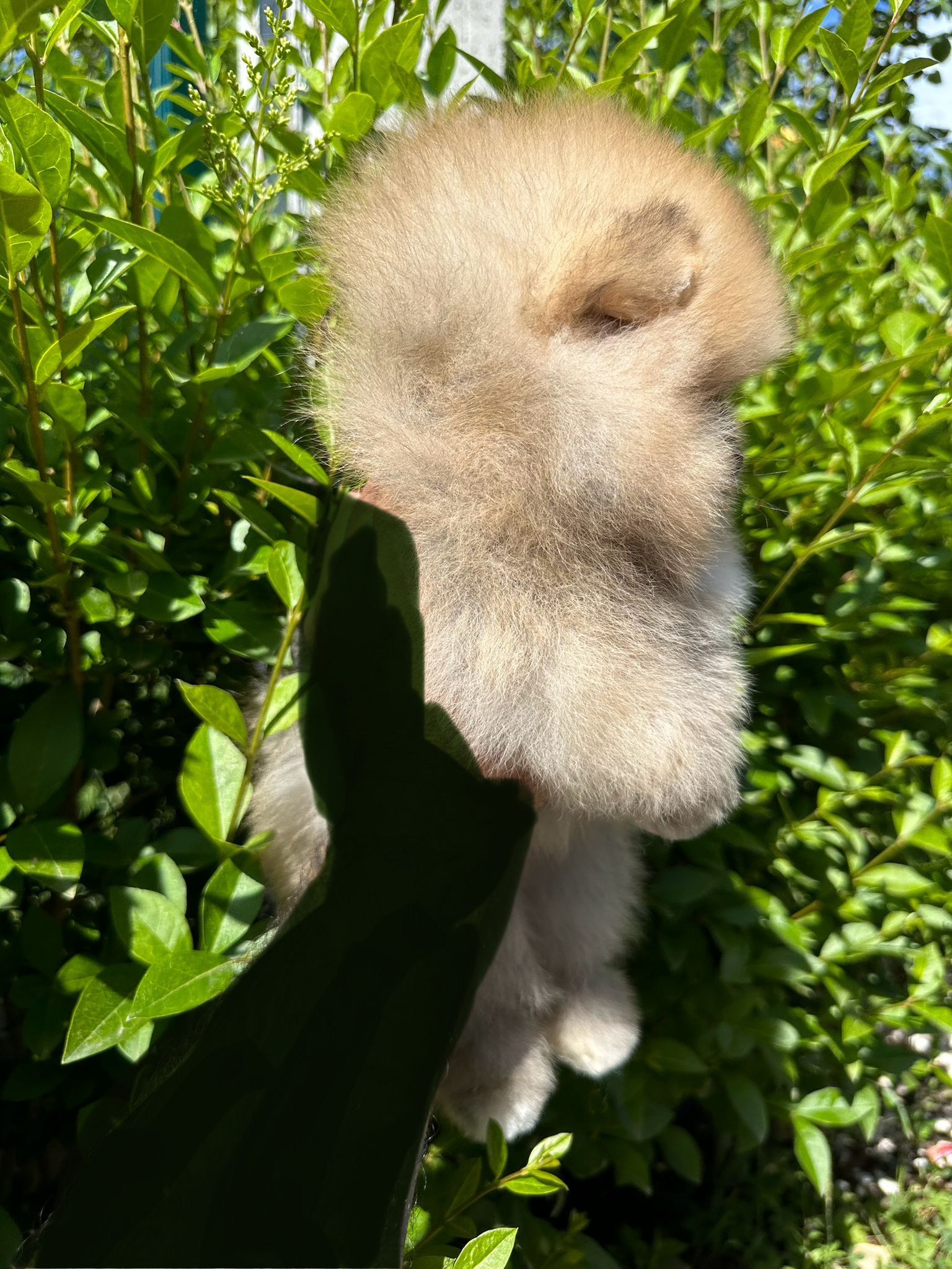 Mini Pomeriaan ORANGE SABLE bearface reutje