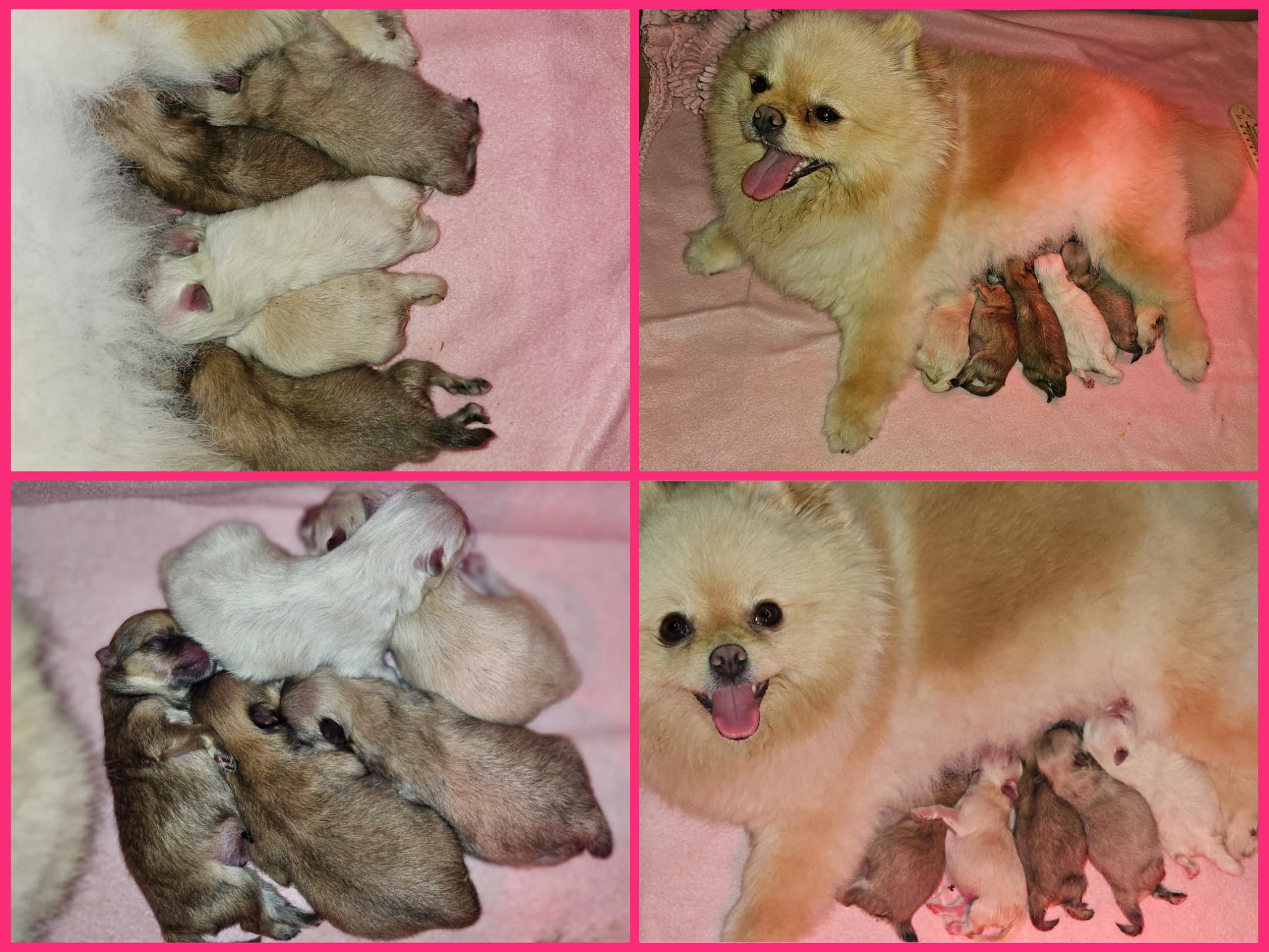 Pomeranian/ Dwergkees / Puppy's