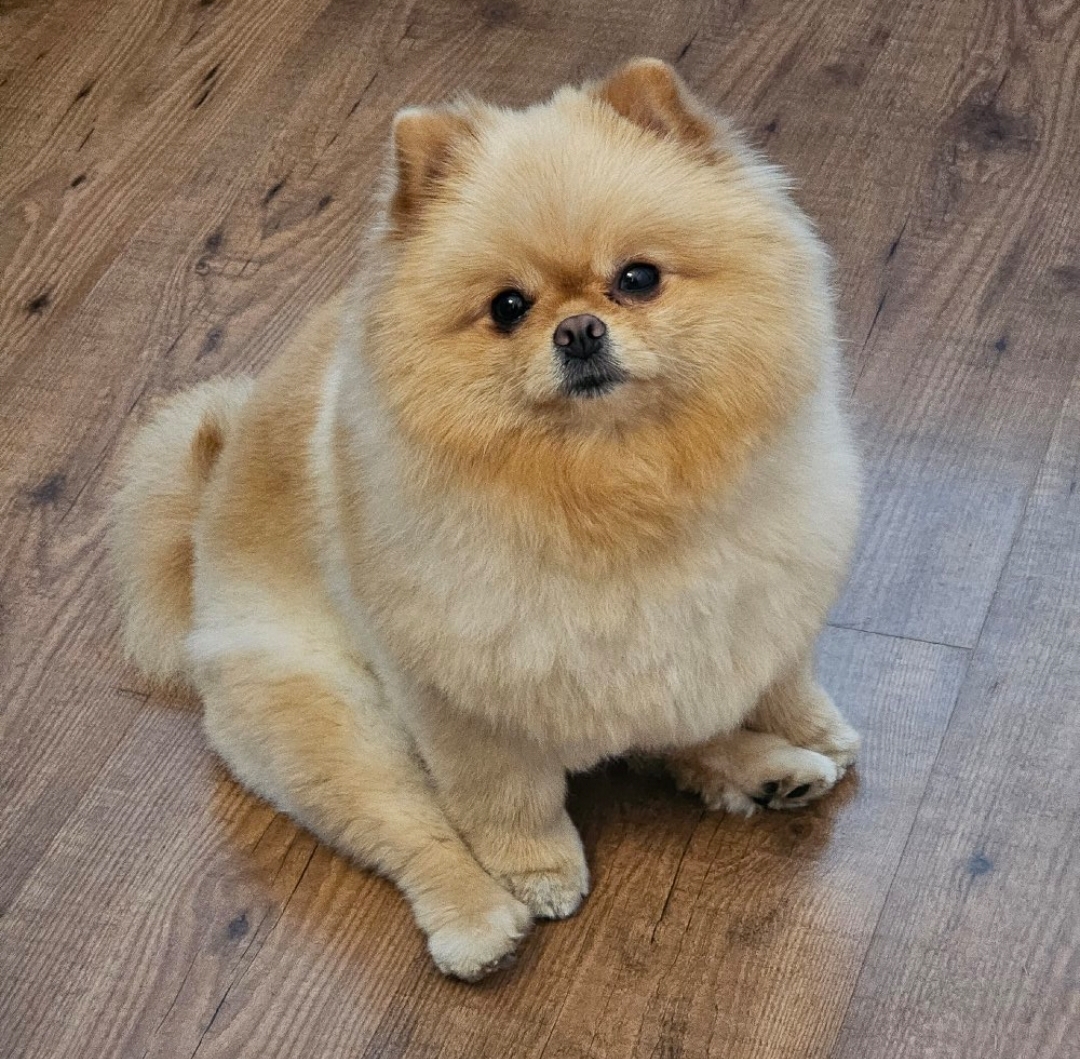 Pomeranian/ Dwergkees / Puppy's