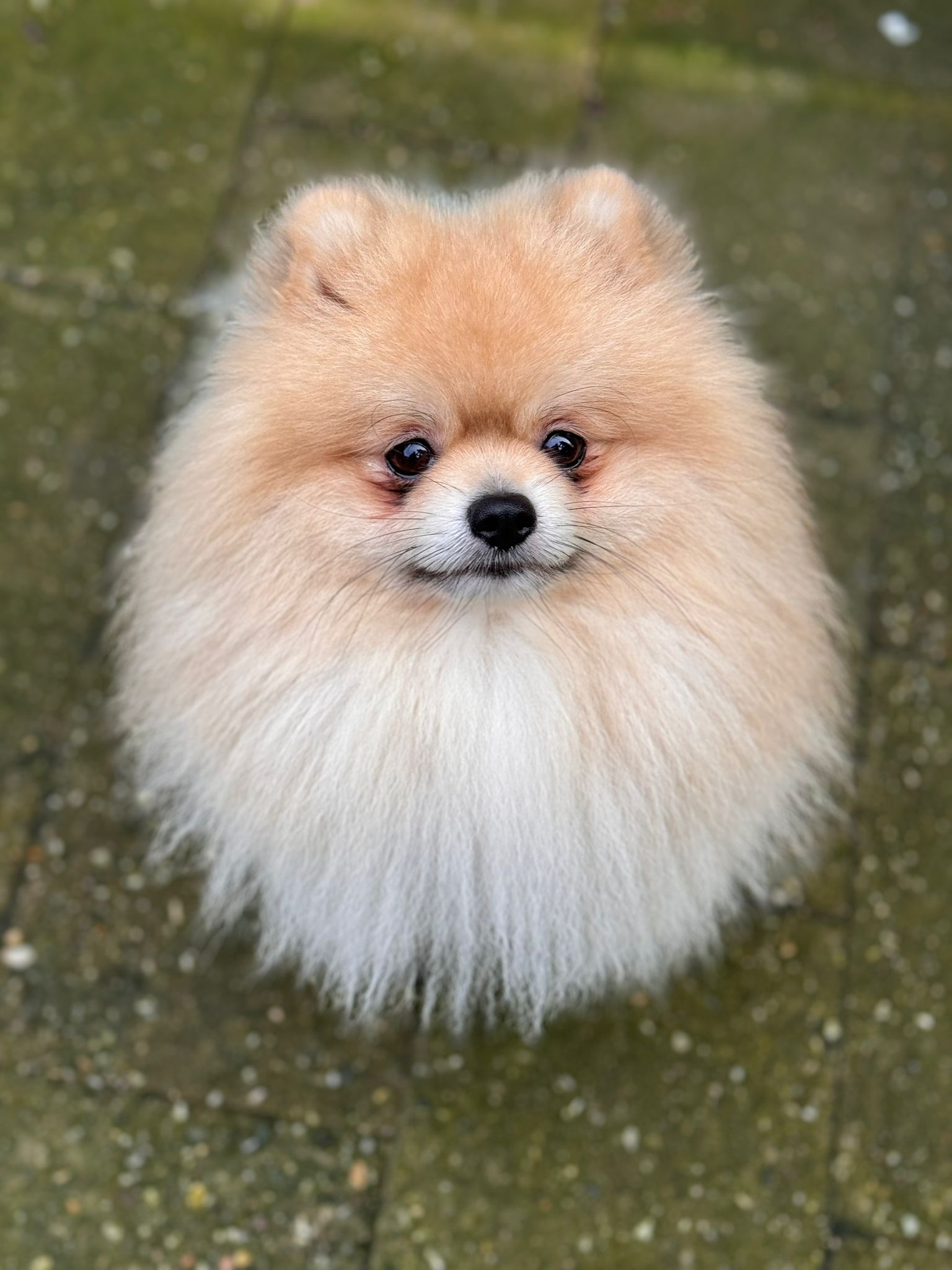 Pomeranian/ Dwergkees / Puppy's