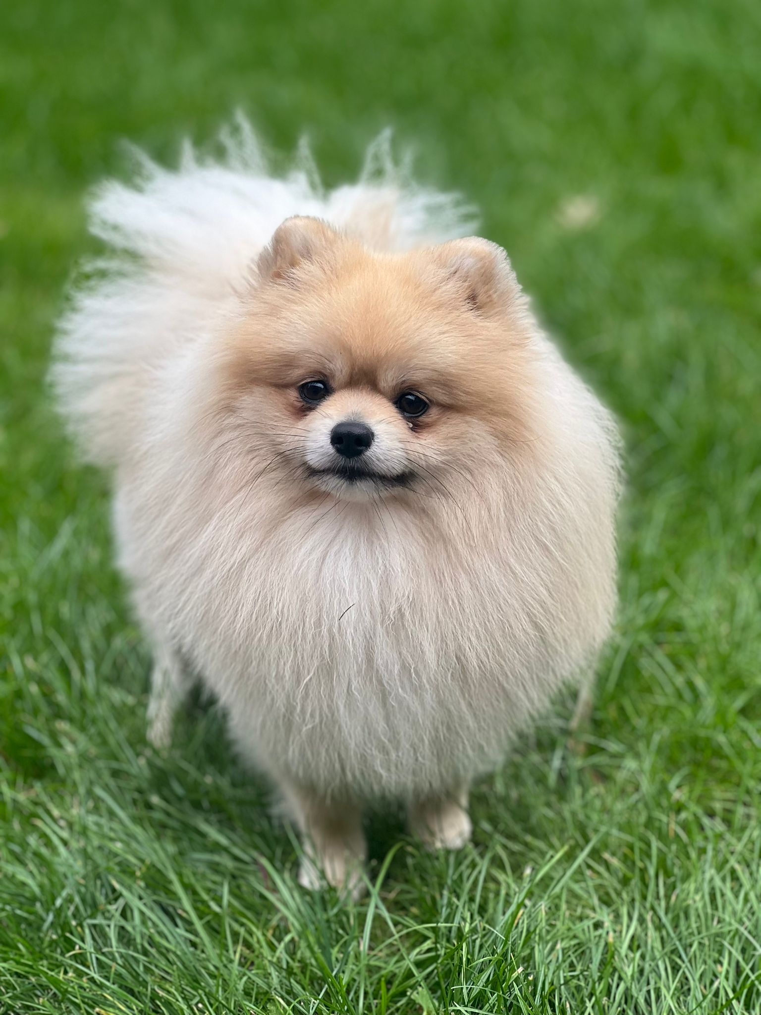 Pomeranian/ Dwergkees / Puppy's