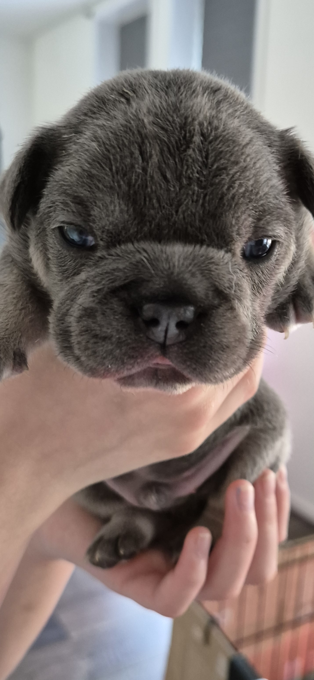 Franse bulldog puppies