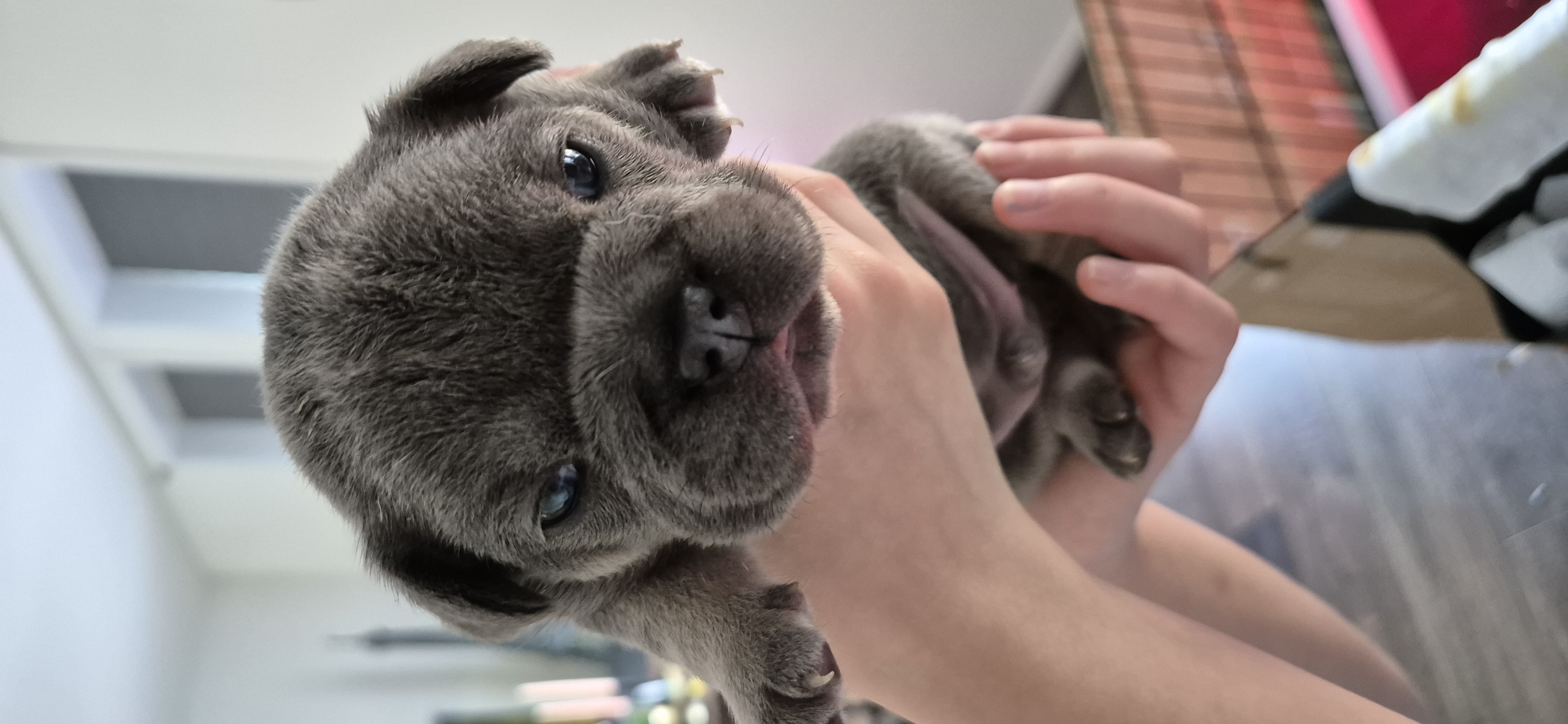 Franse bulldog puppies