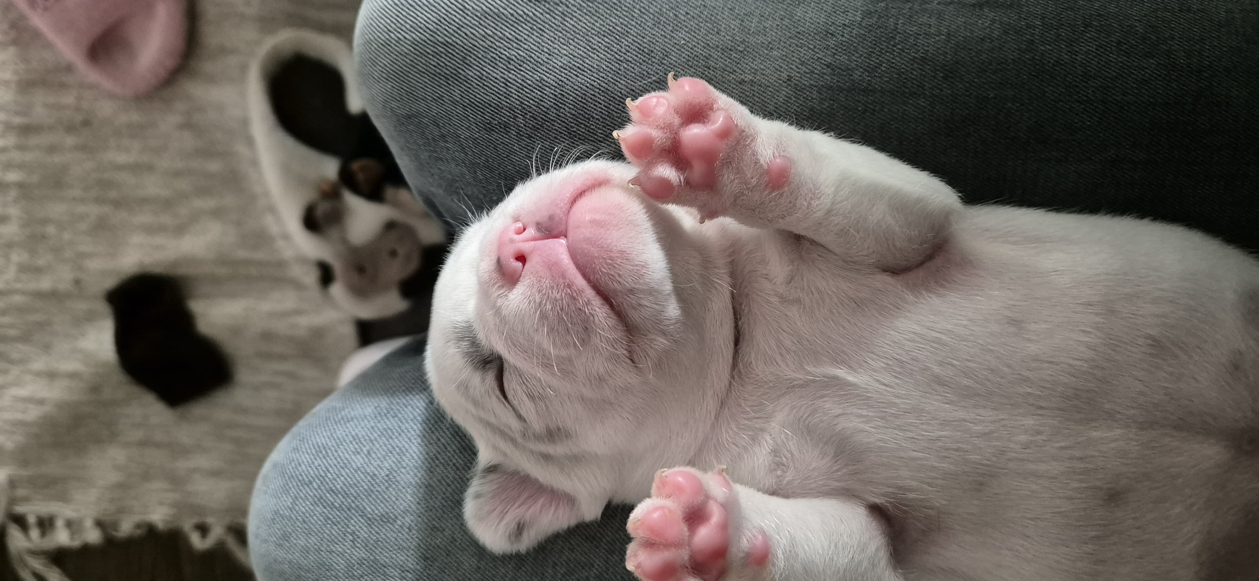 Franse bulldog puppies