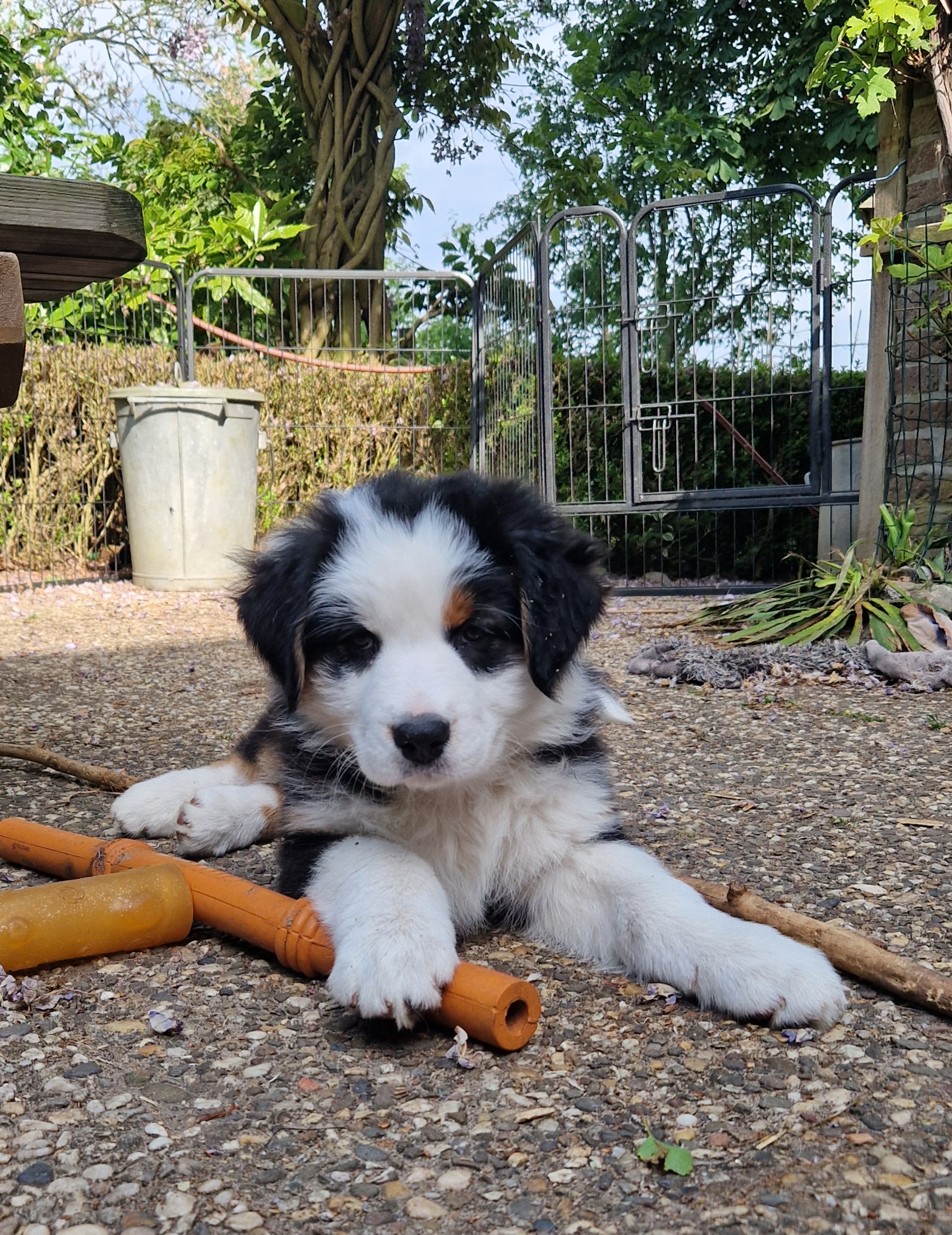 Australische herder pups Black tri