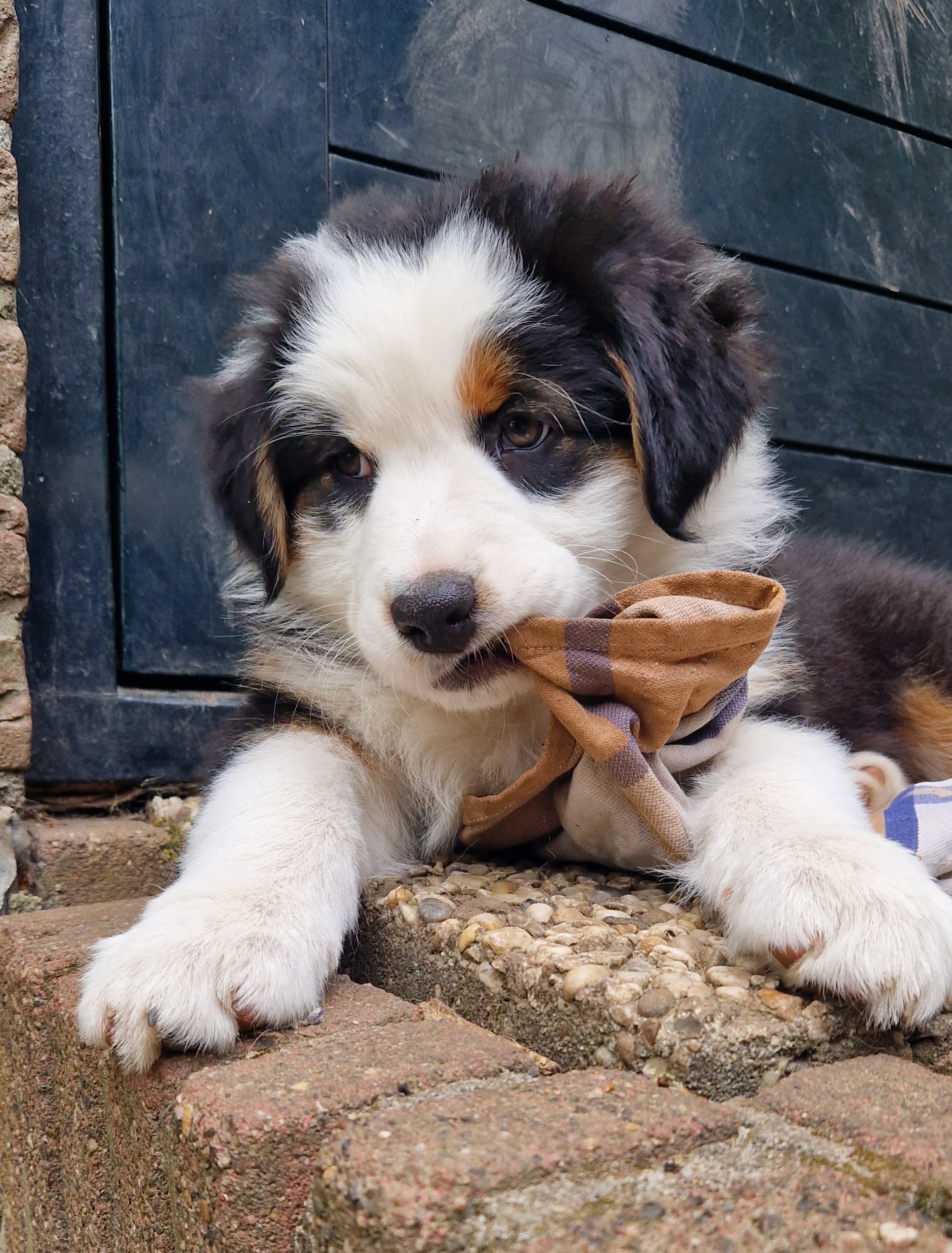 Australische herder pups Black tri