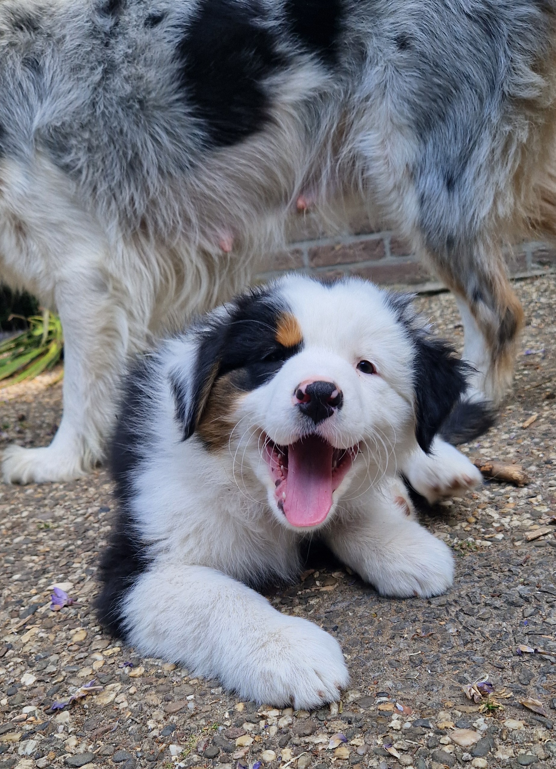 Australische herder pups Black tri