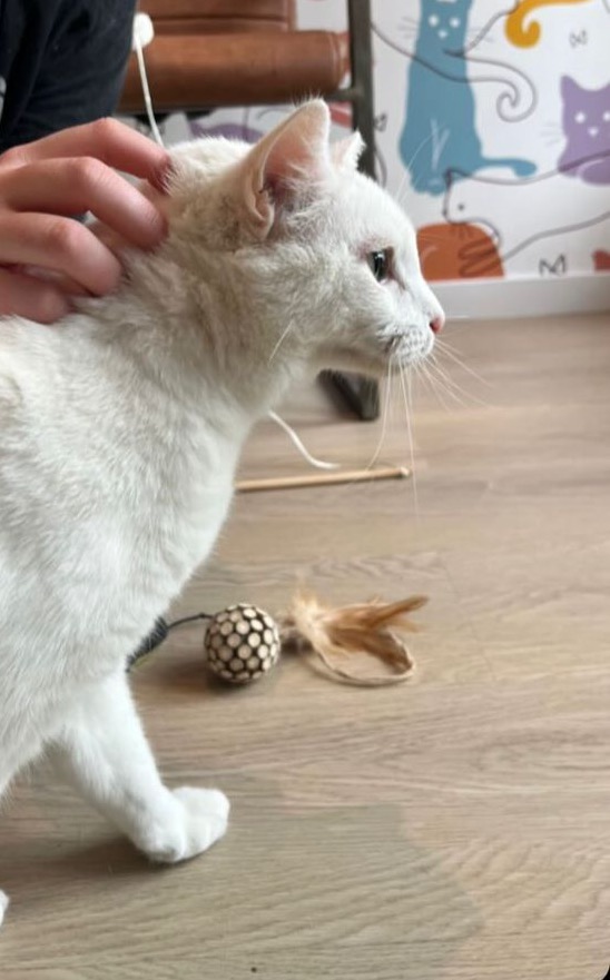 Lieve kater die we moeten afstaan