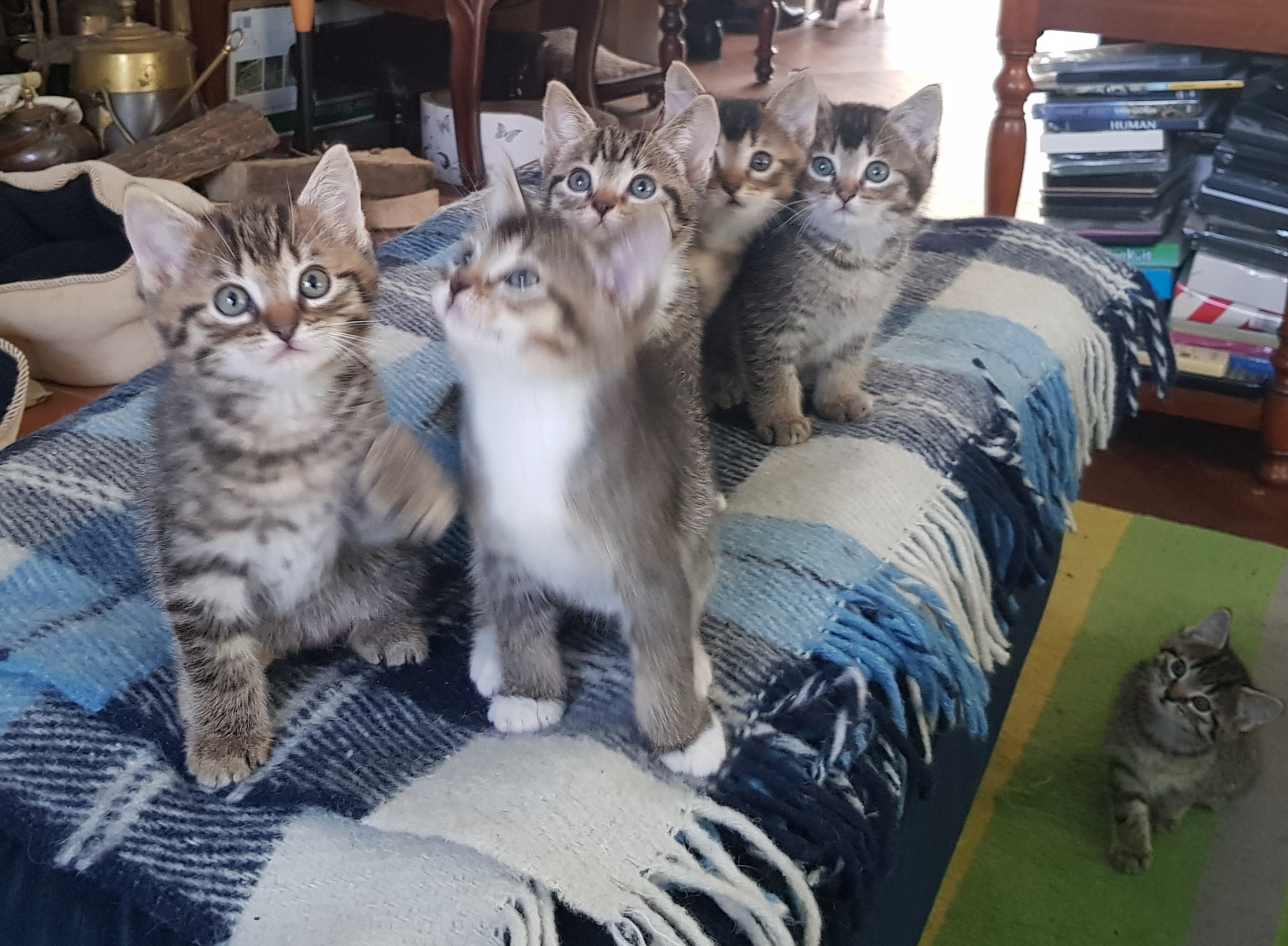 Te koop kittens katers, poesje bengaal/ragdoll mix