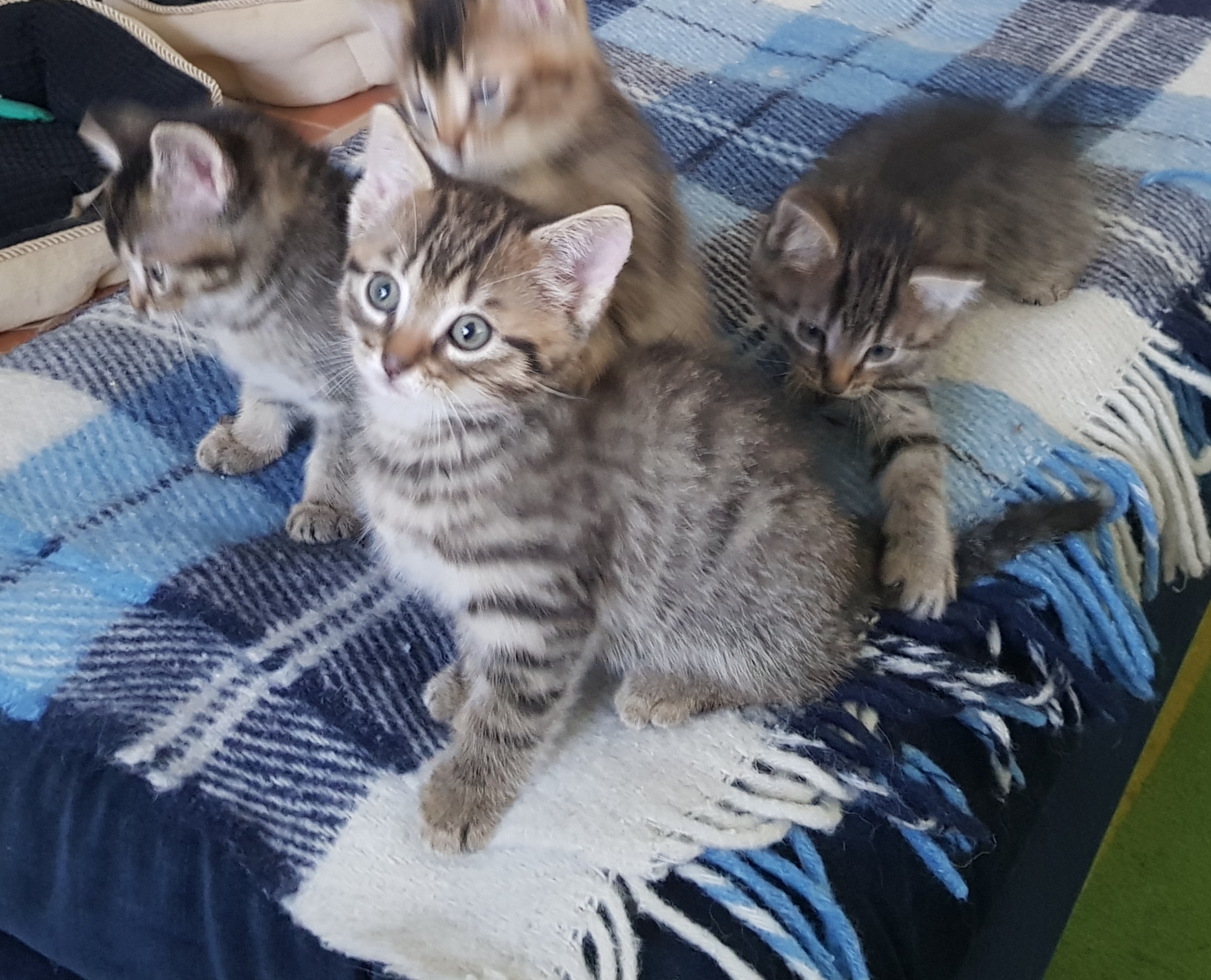 Te koop kittens katers, poesje bengaal/ragdoll mix