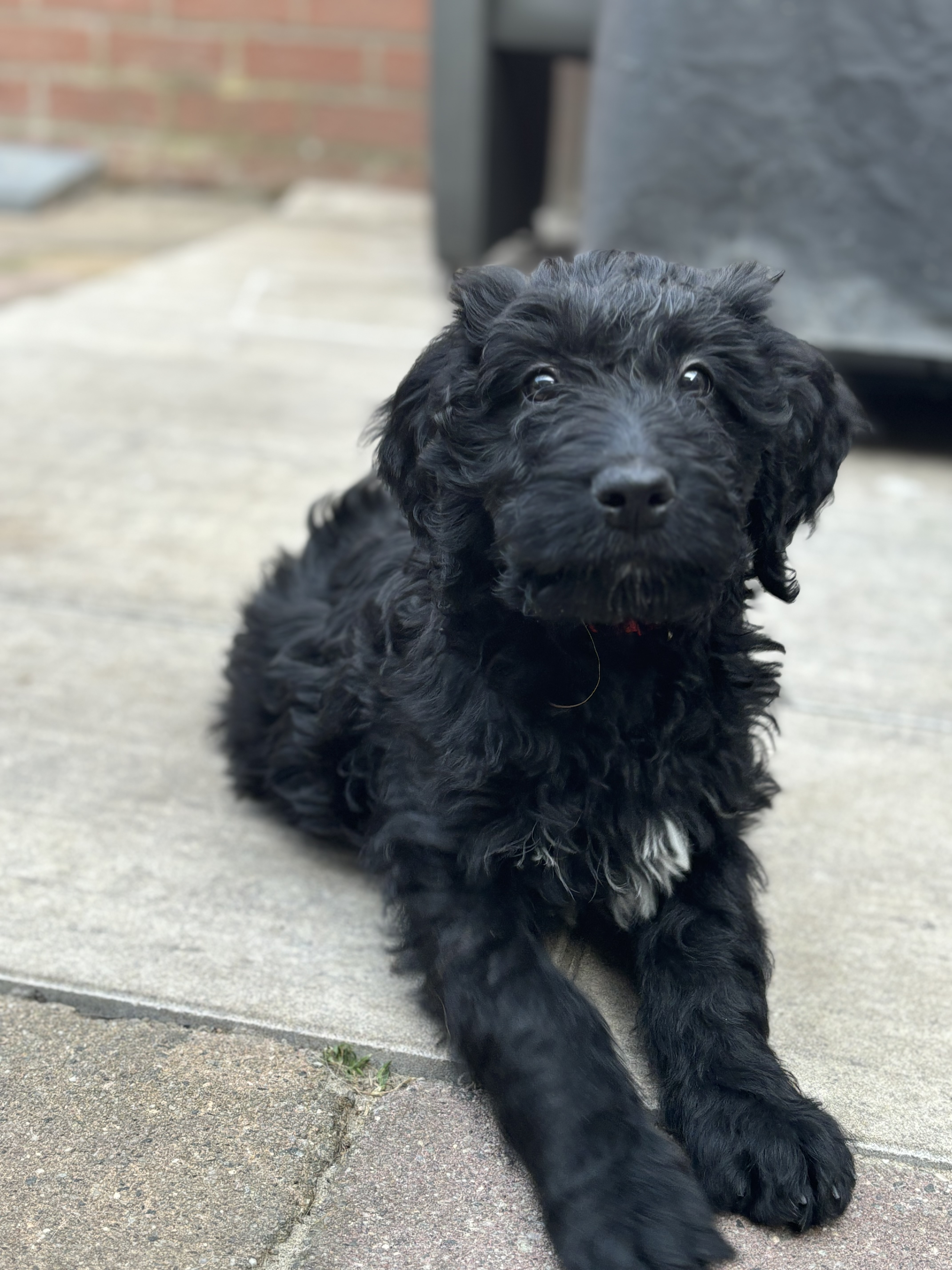 Lieve labradoodle pups