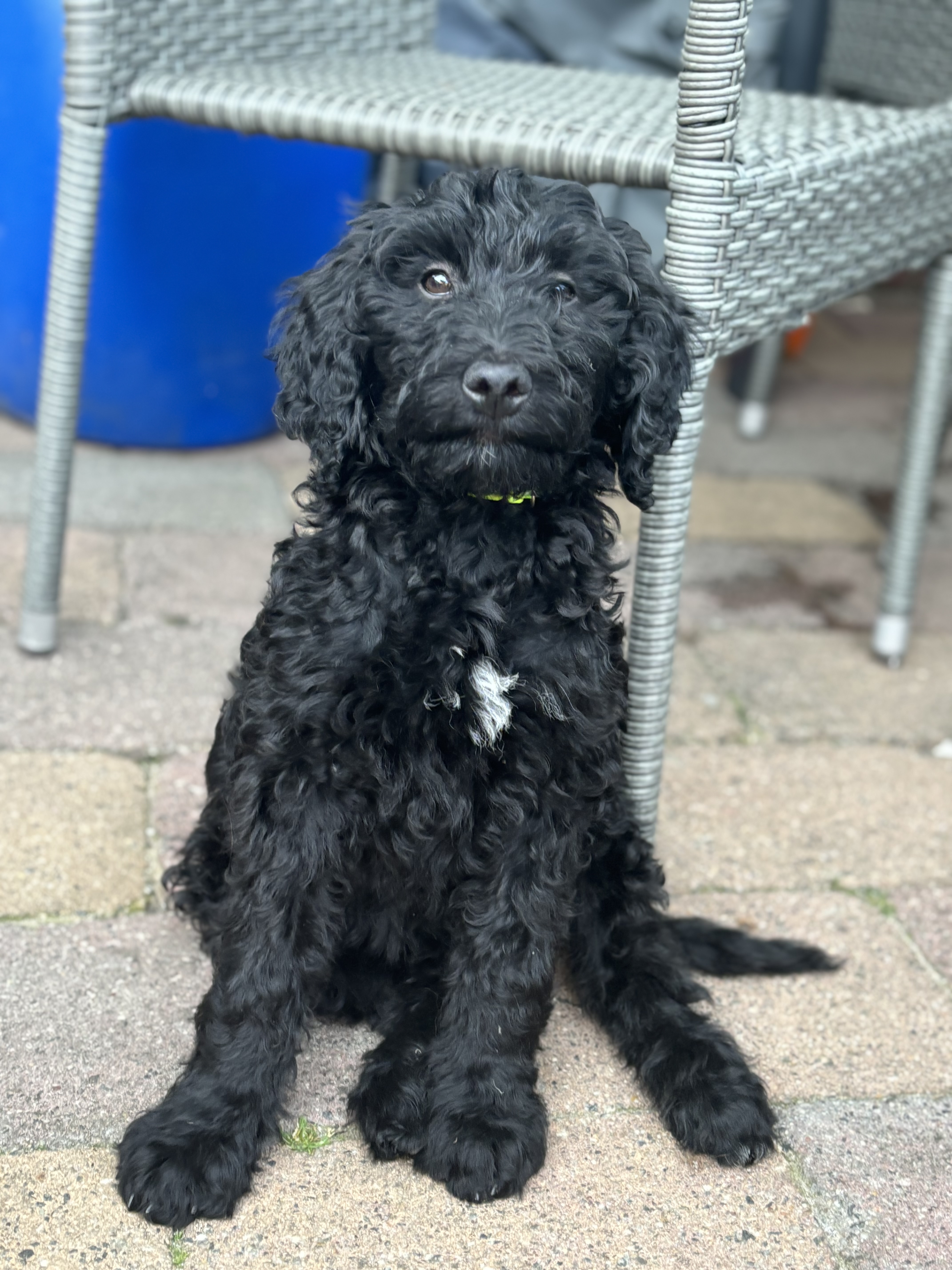 Lieve labradoodle pups