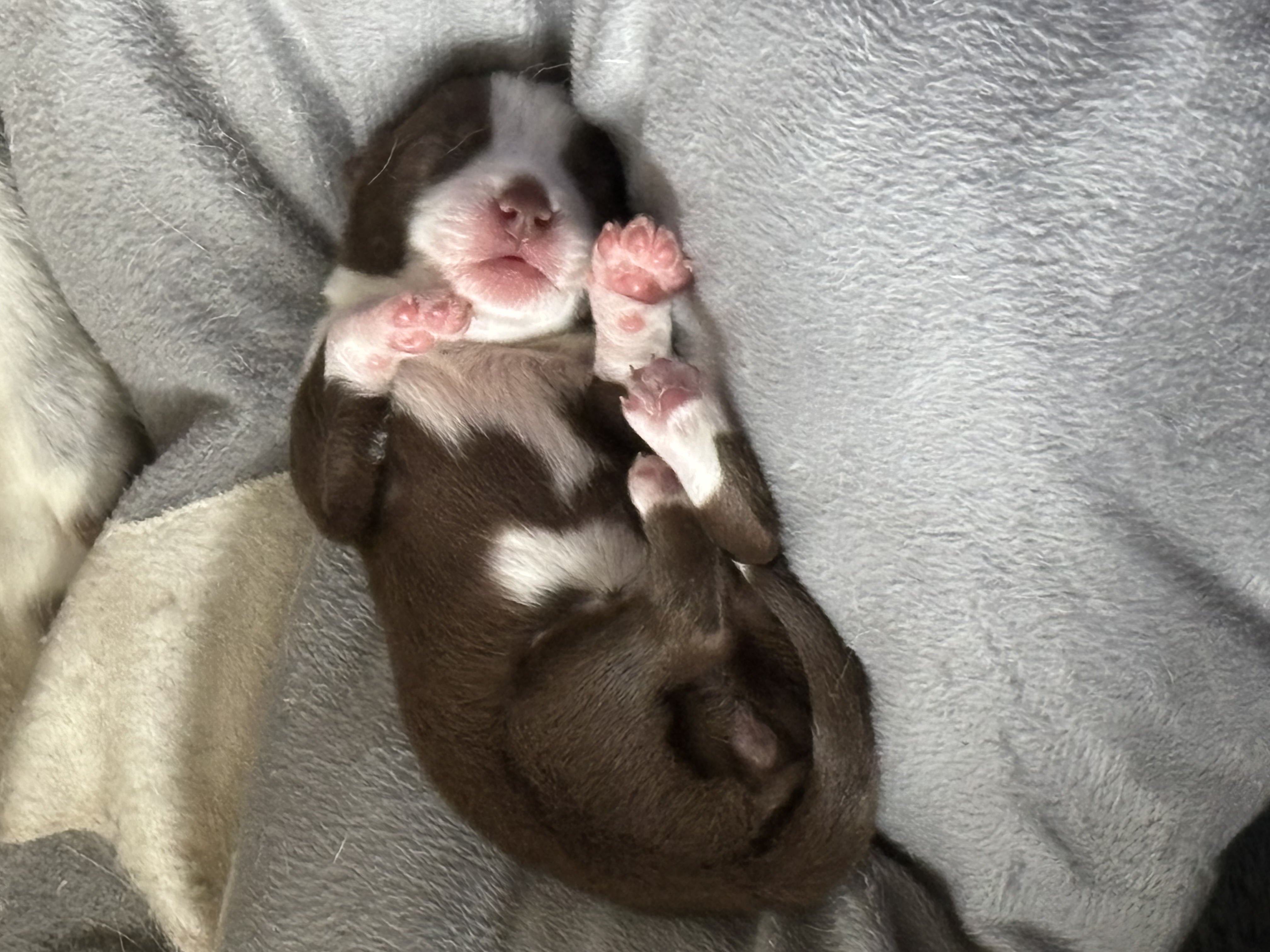 Pomsky puppies