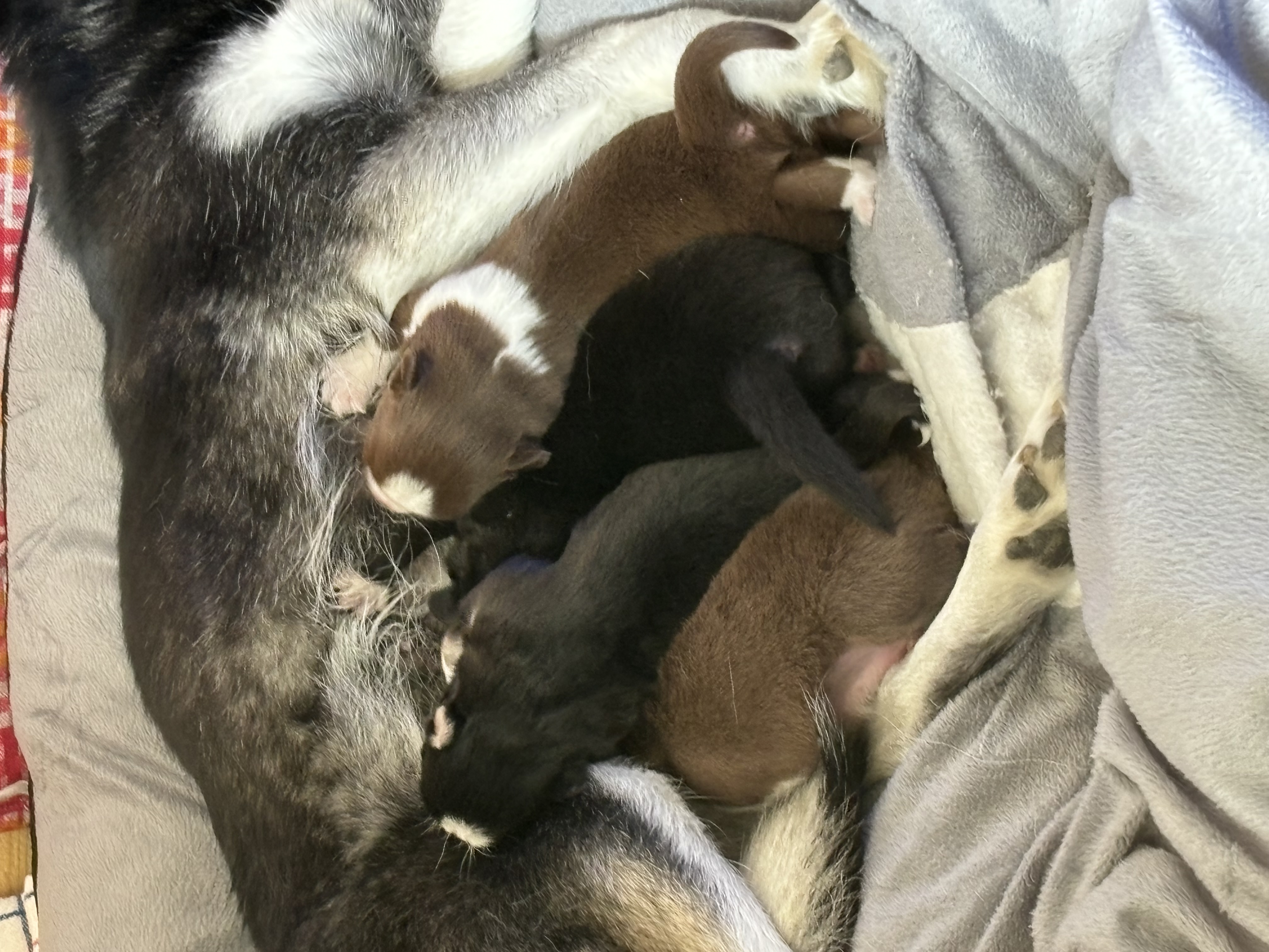 Pomsky puppies