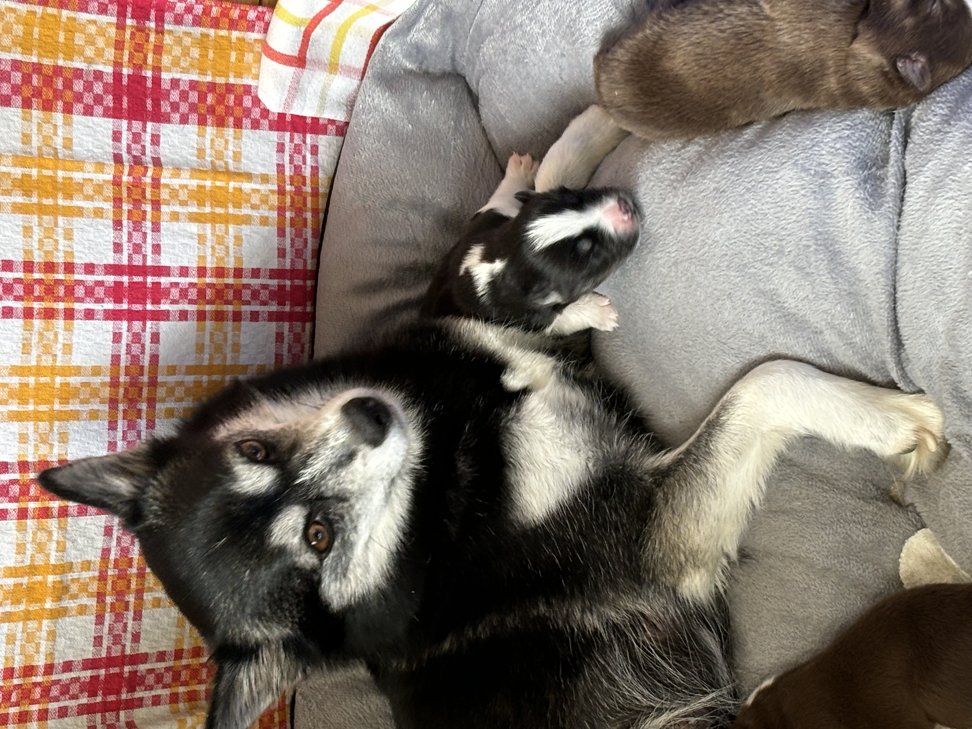 Pomsky puppies