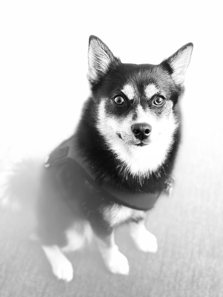 Pomsky puppies