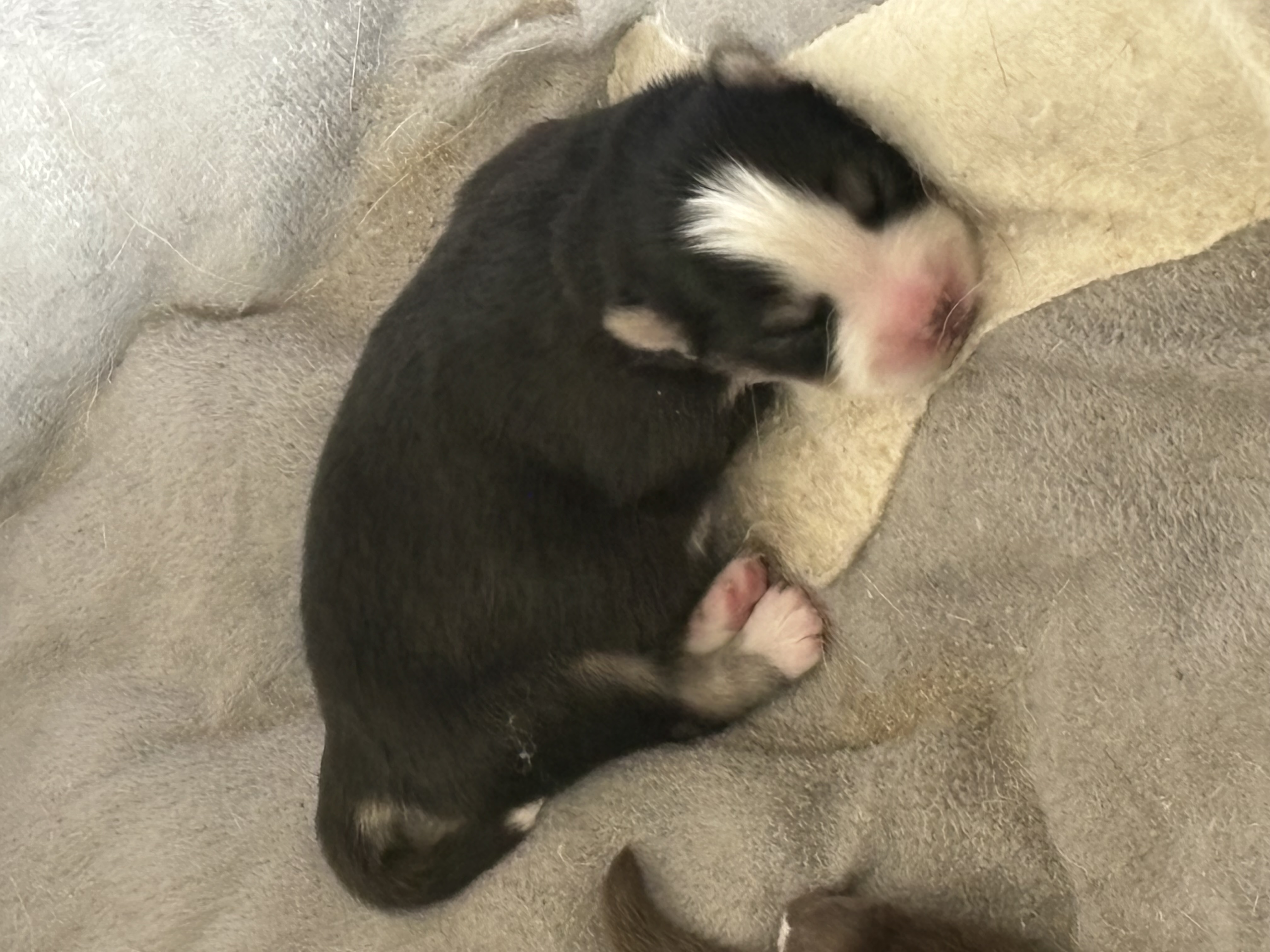 Pomsky puppies