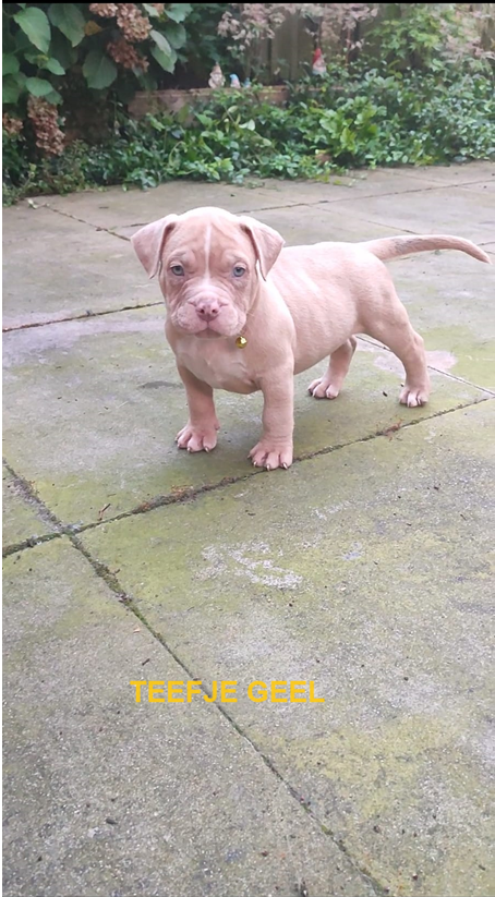 Prachtige American Bully's te koop!