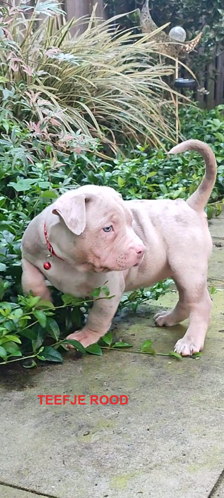 Prachtige American Bully's te koop!