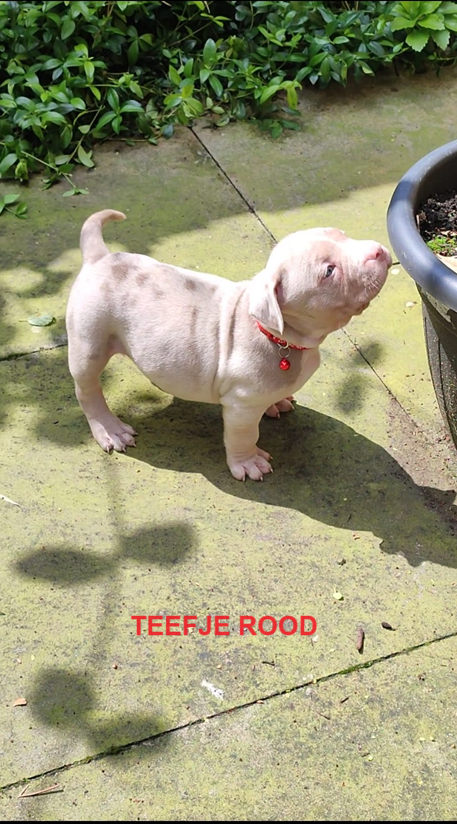 Prachtige American Bully's te koop!