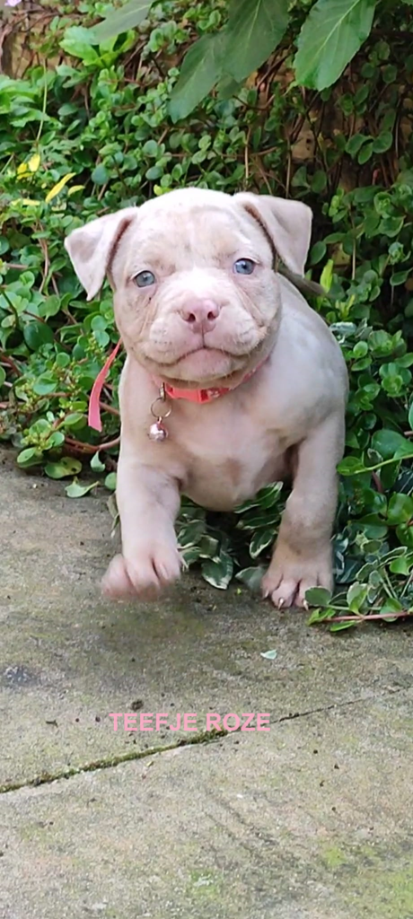 Prachtige American Bully's te koop!