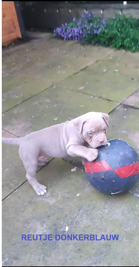 Prachtige American Bully's te koop!