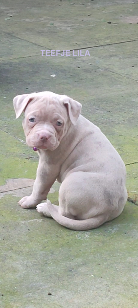 Prachtige American Bully's te koop!