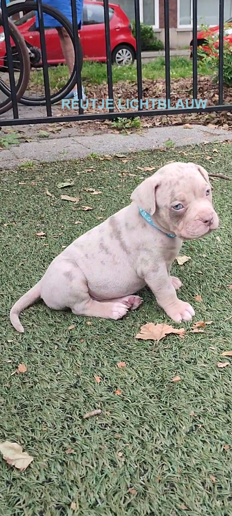 Prachtige American Bully's te koop!