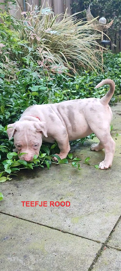 Prachtige American Bully's te koop!