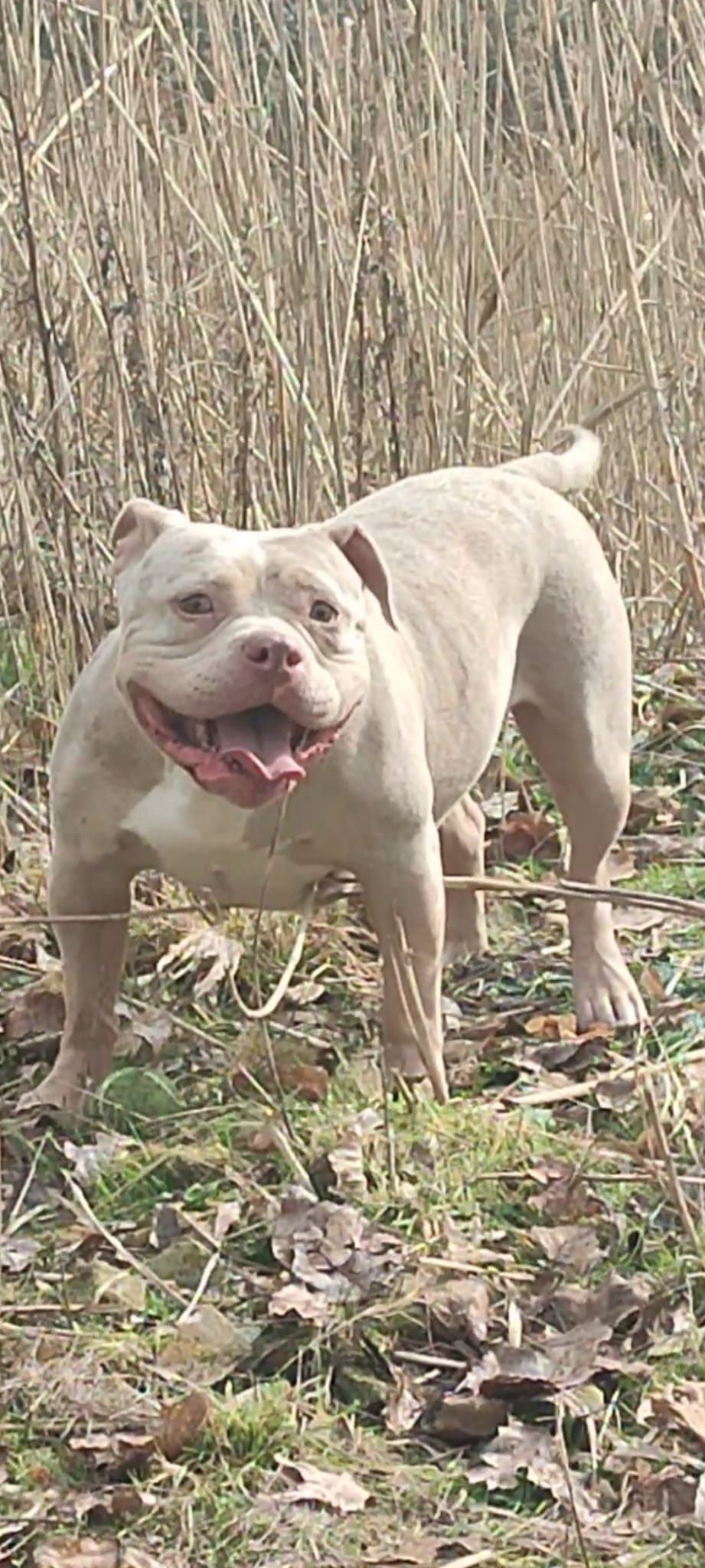 Prachtige American Bully's te koop!