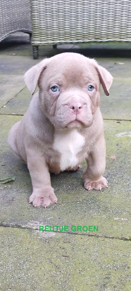 Prachtige American Bully's te koop!