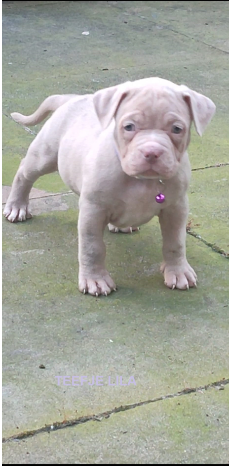 Prachtige American Bully's te koop!